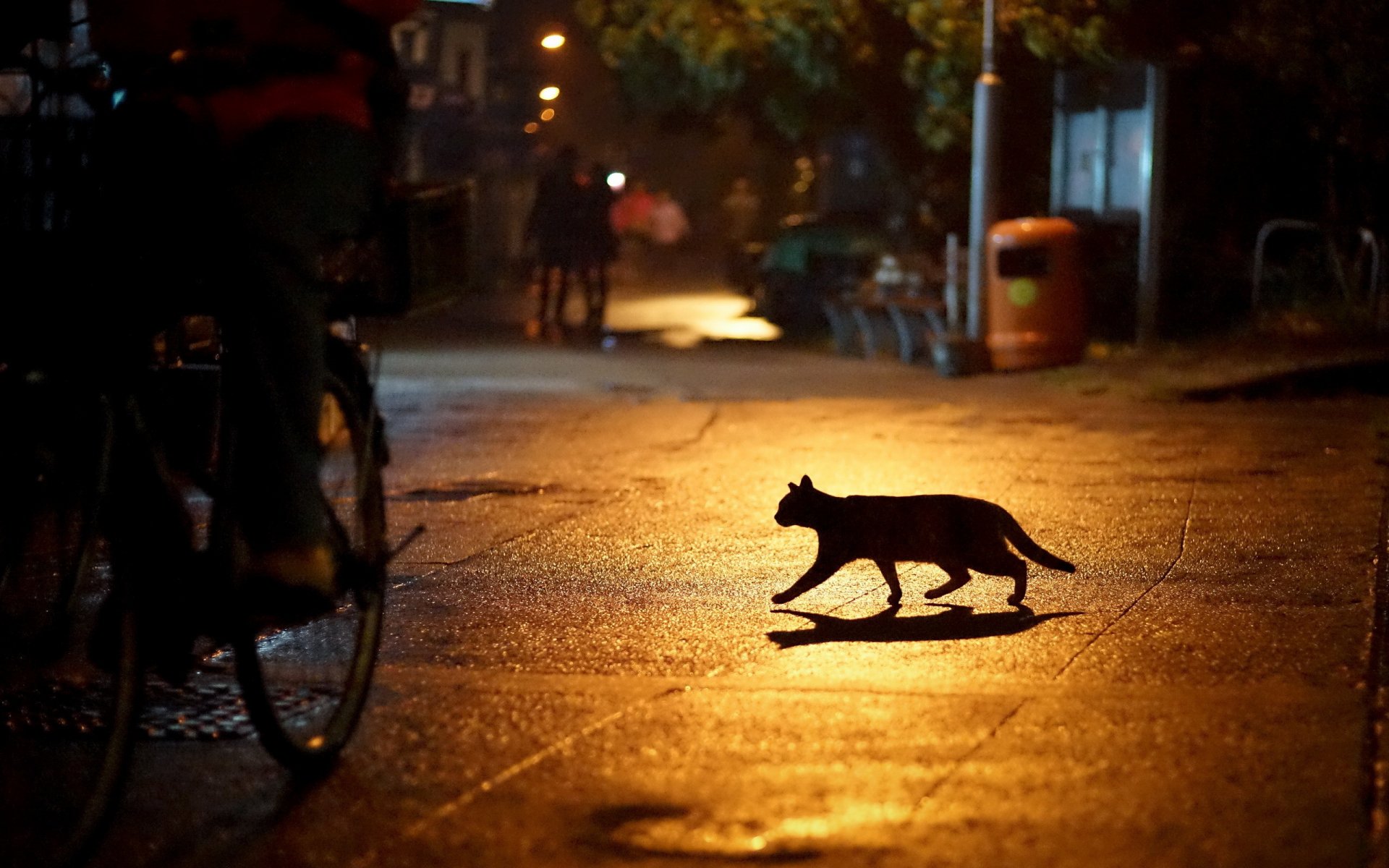 town street night lights cat silhouette