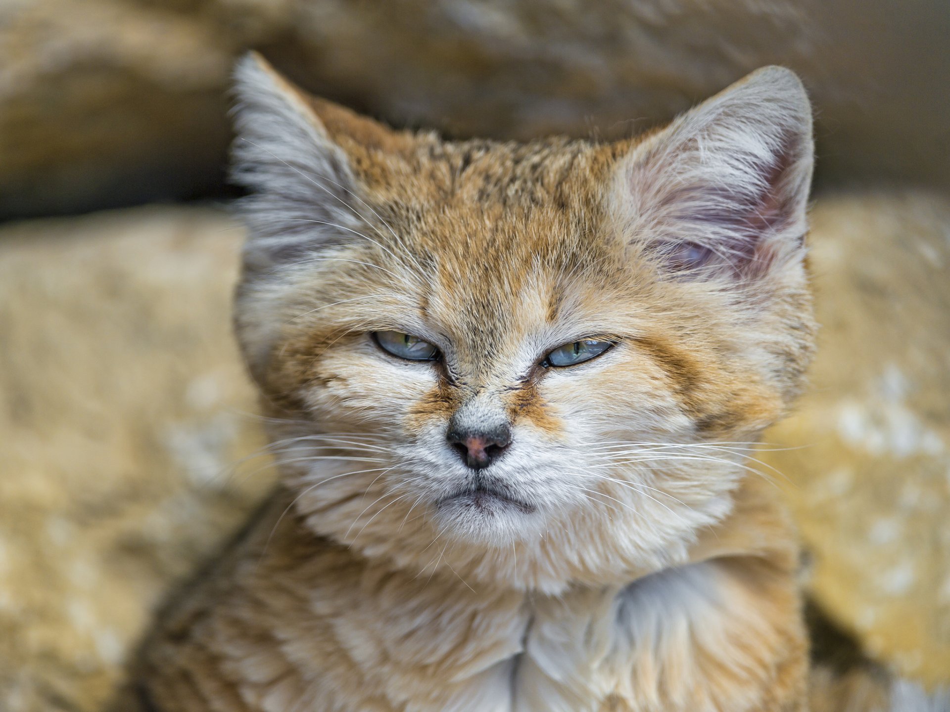 gatto di sabbia gatto di sabbia gatto muso ©tambako the jaguar