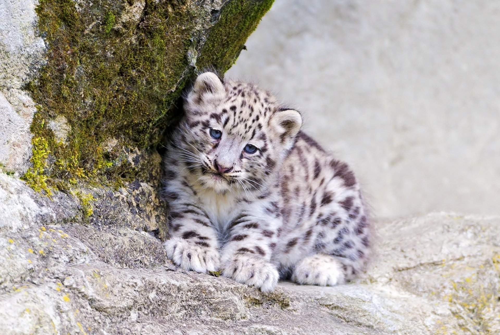 leopardo de las nieves irbis vista depredador