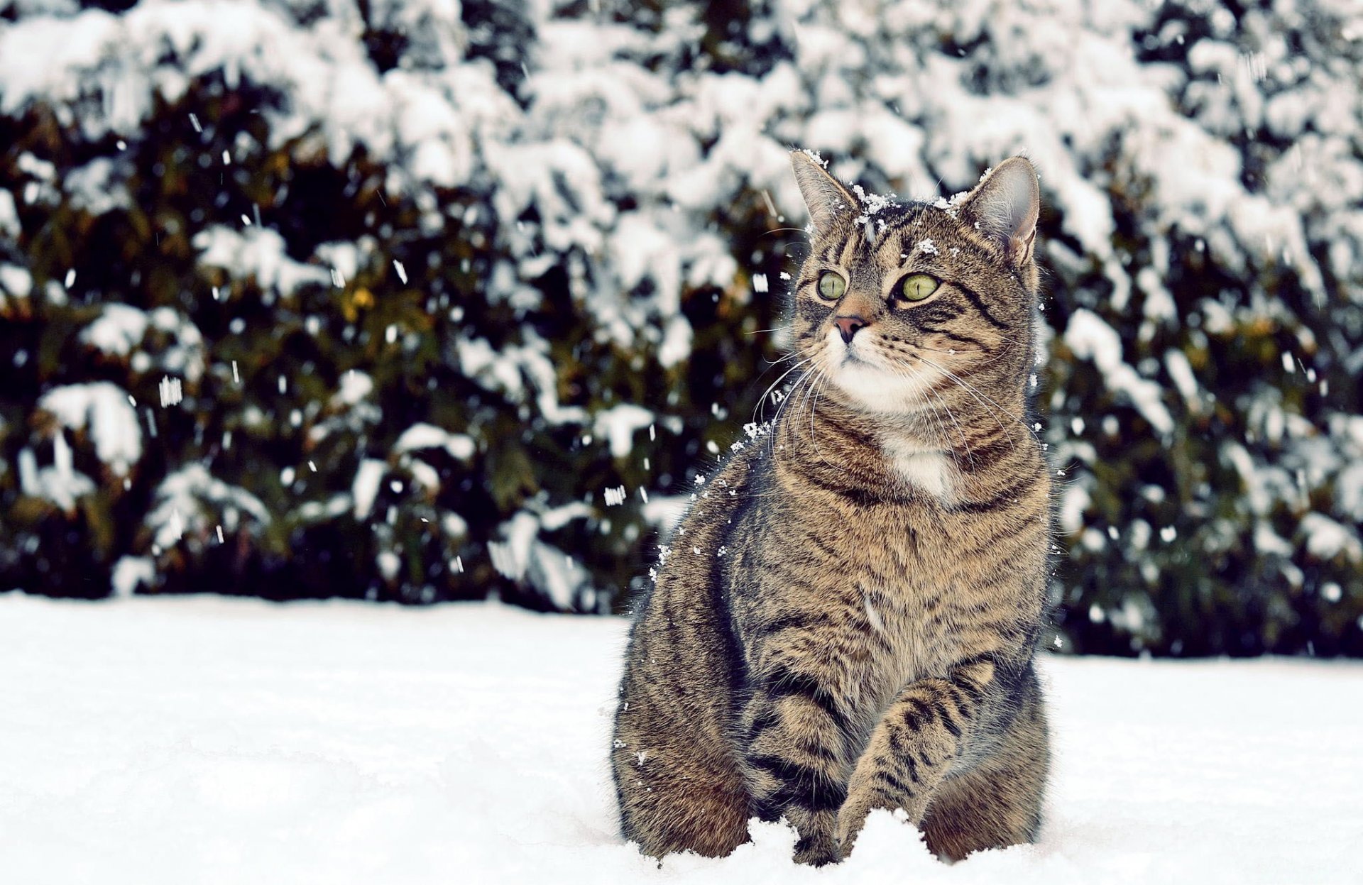 hiver neige chat vue à la recherche