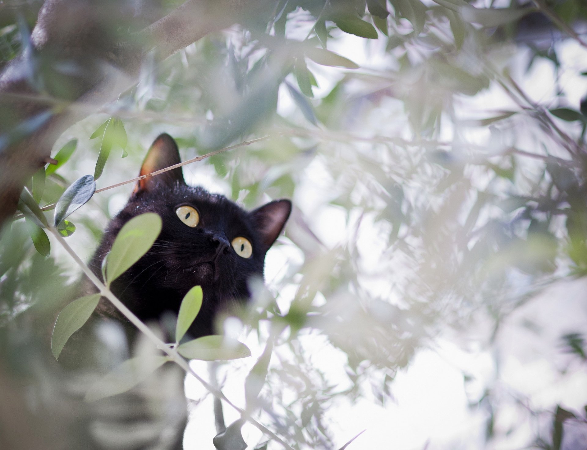 albero rami gatto gatto nero caccia