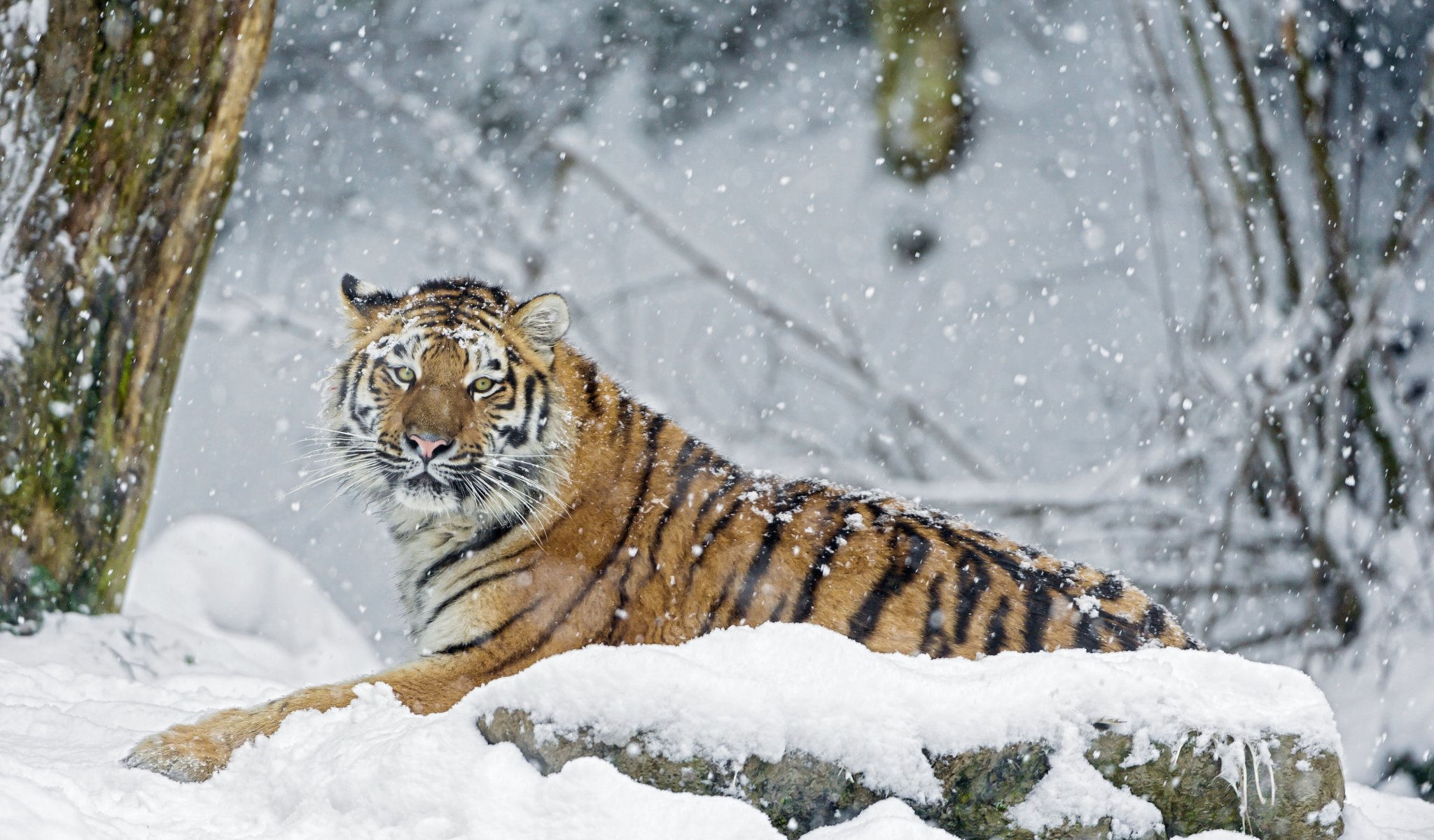 tigre invierno nieve piedra depredador