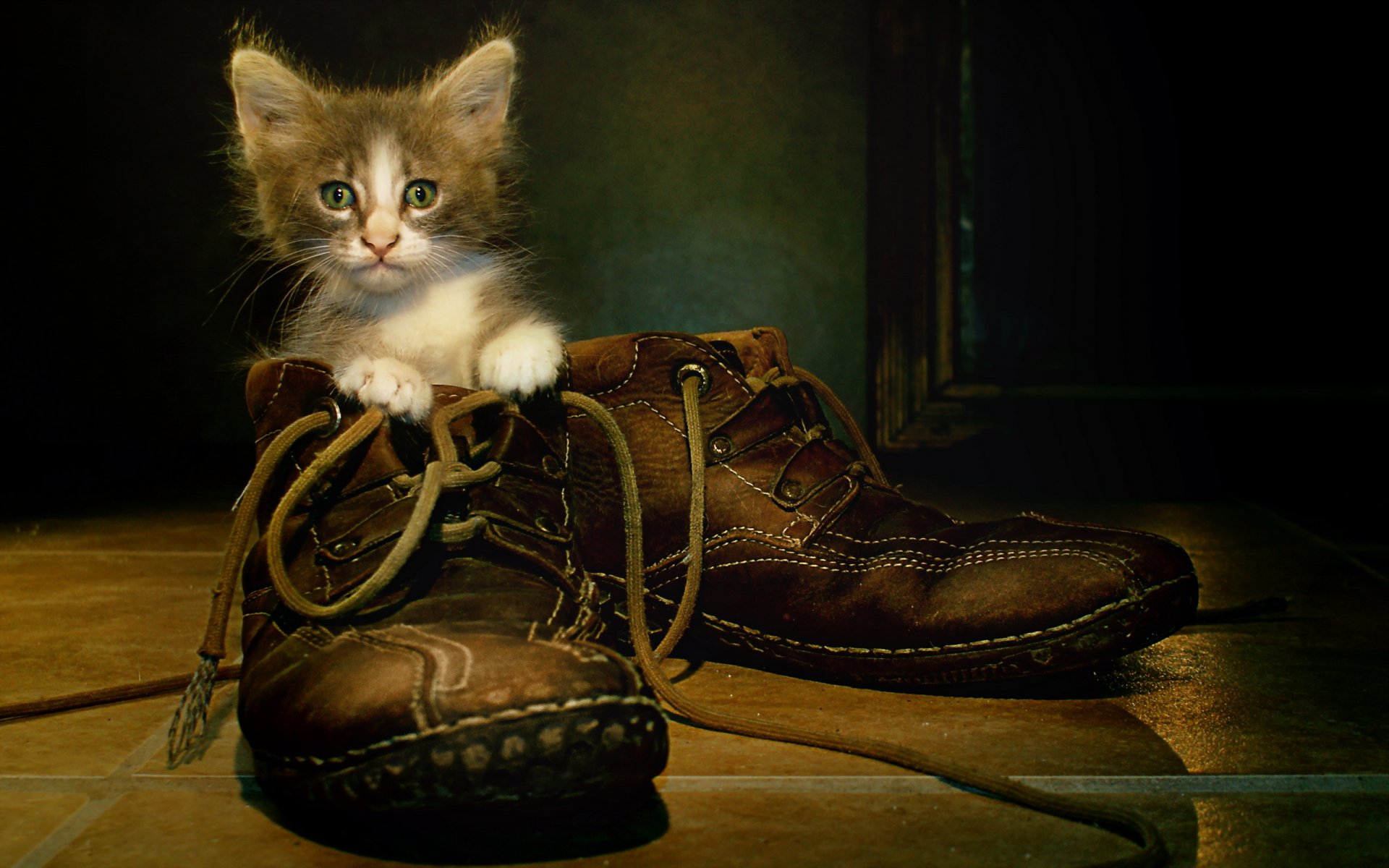 katze schuhe hintergrund