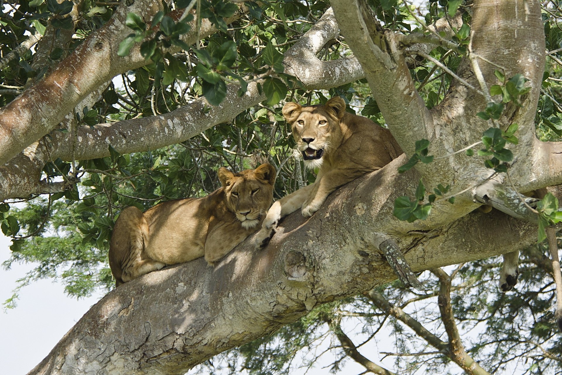 león leones pareja árbol depredador recreación