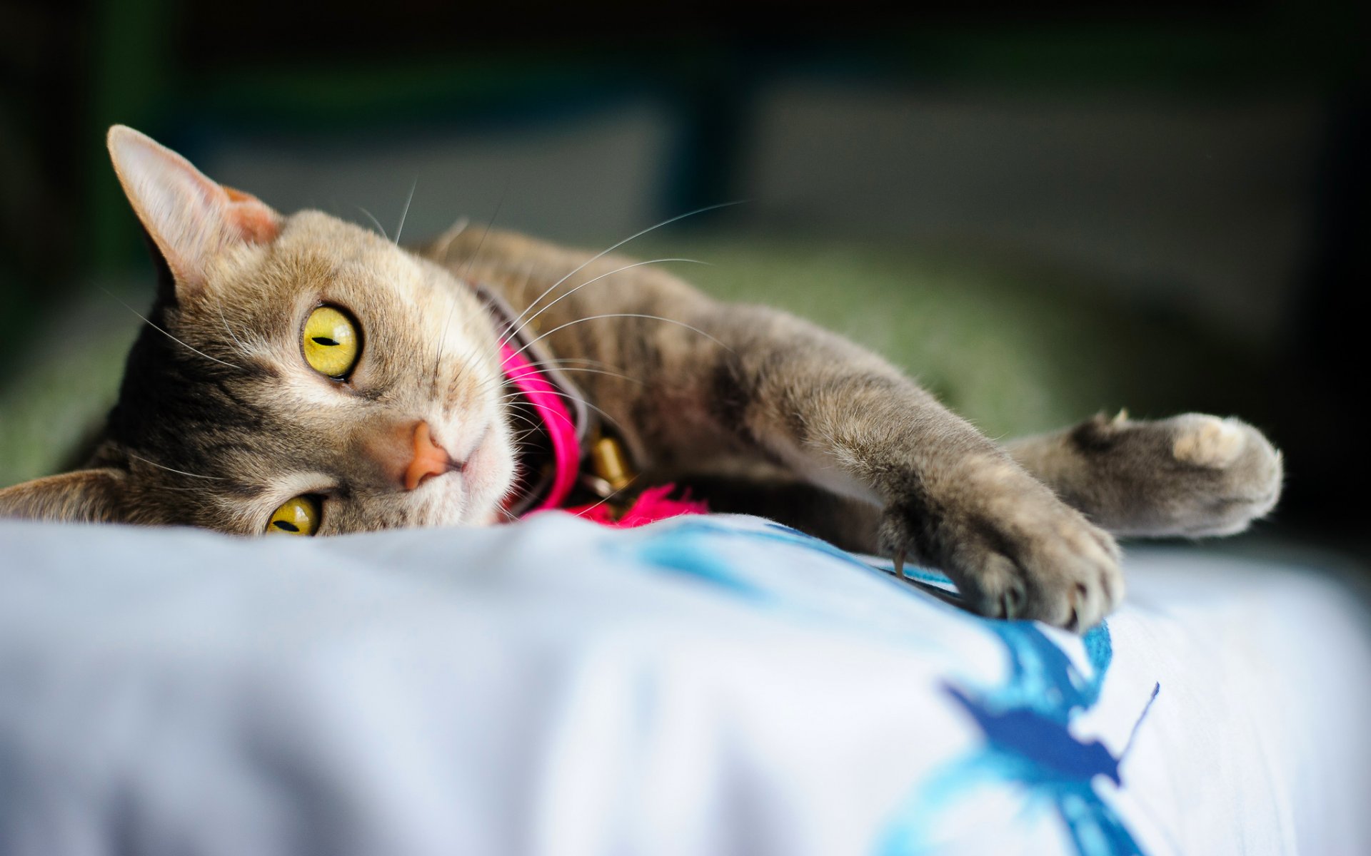 gato mentiras patas garras ojos amarillo collar de perro