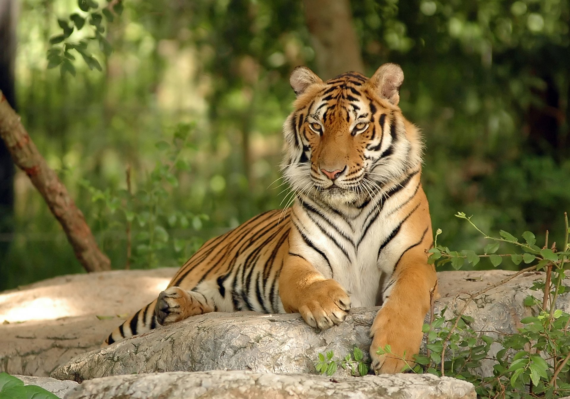 tigre gato piedra depredador