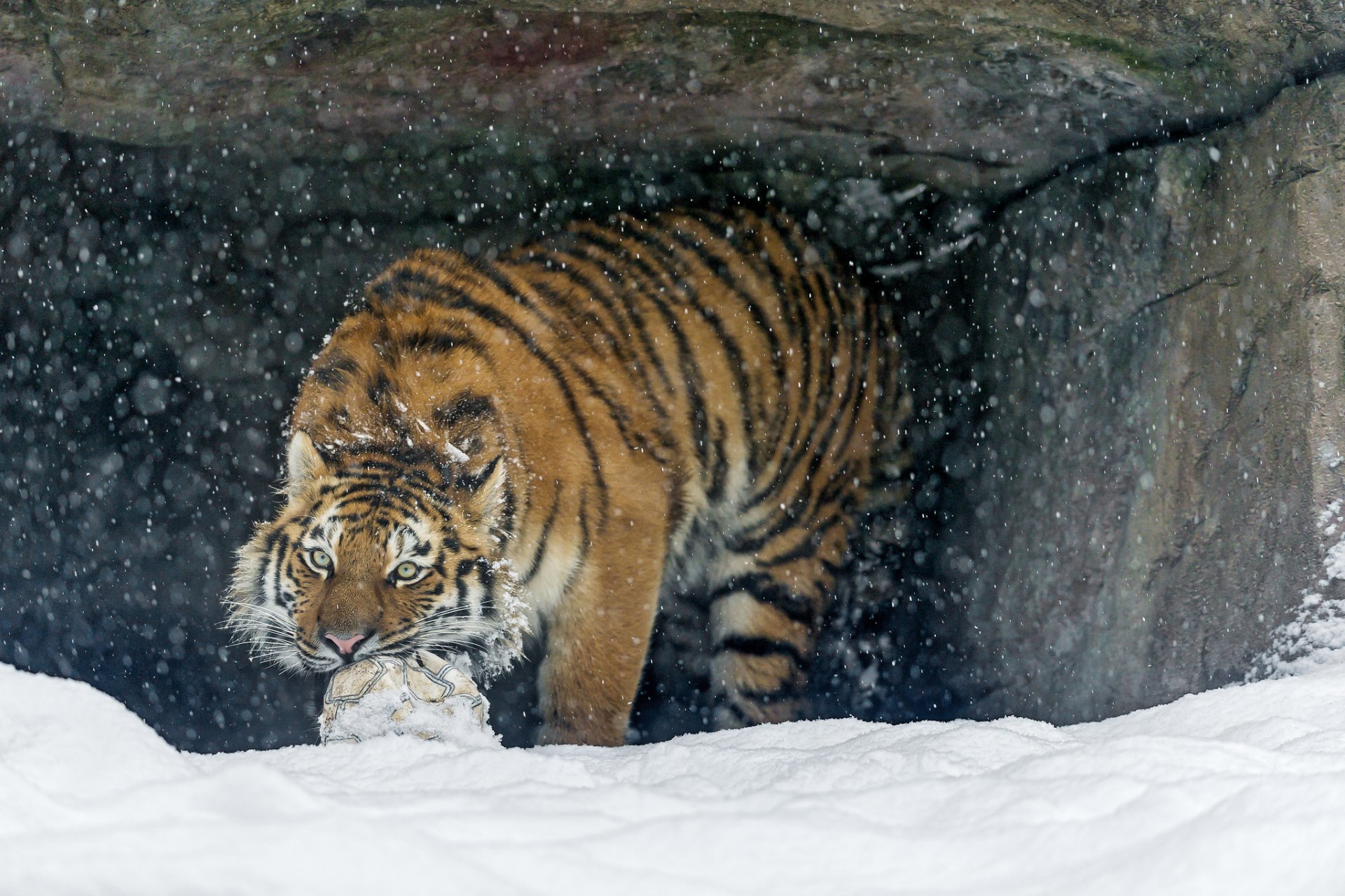 tiger amur-tiger katze schnee raubtier ©tambako der jaguar ball spiel