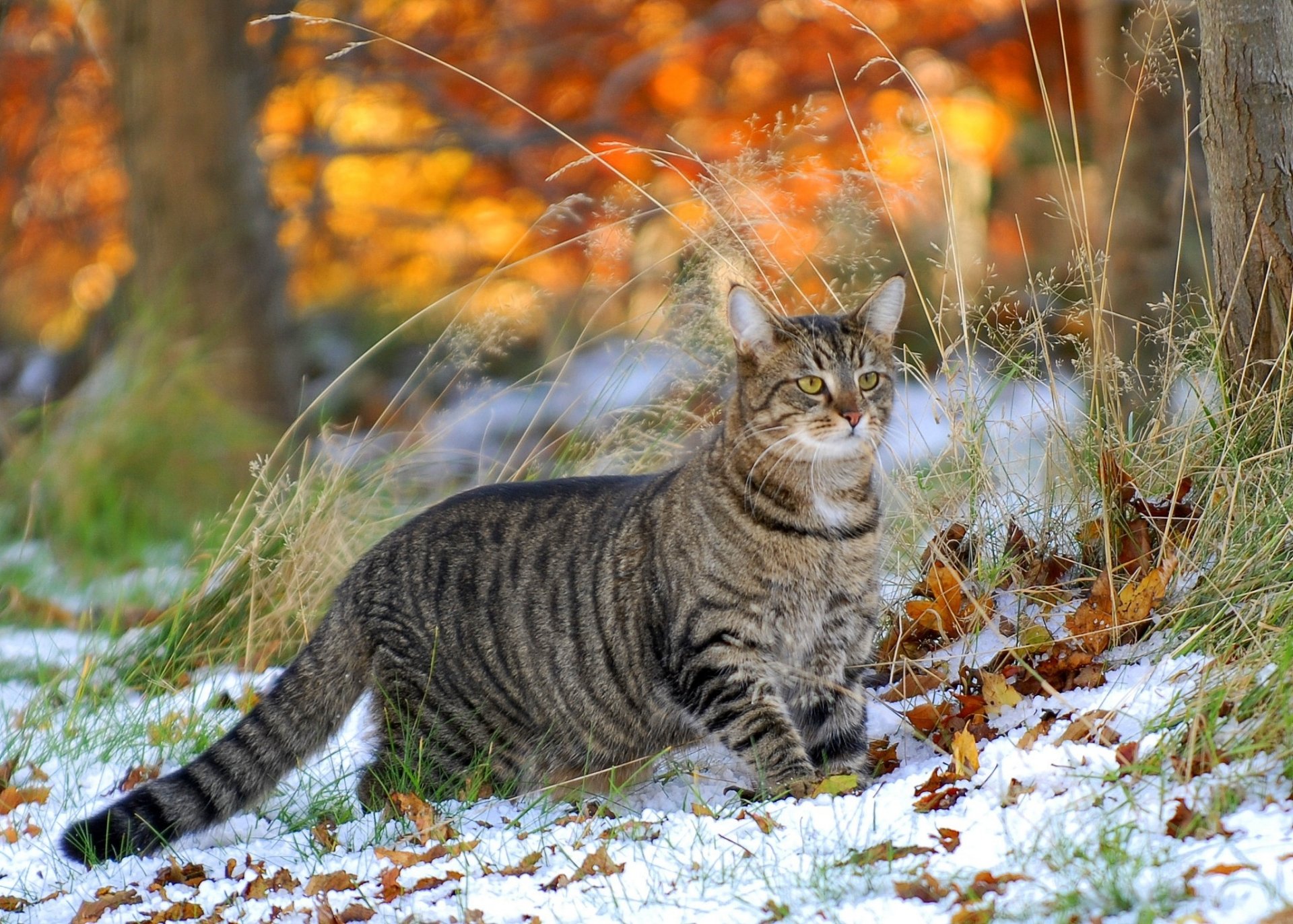 erba neve foglie gatto