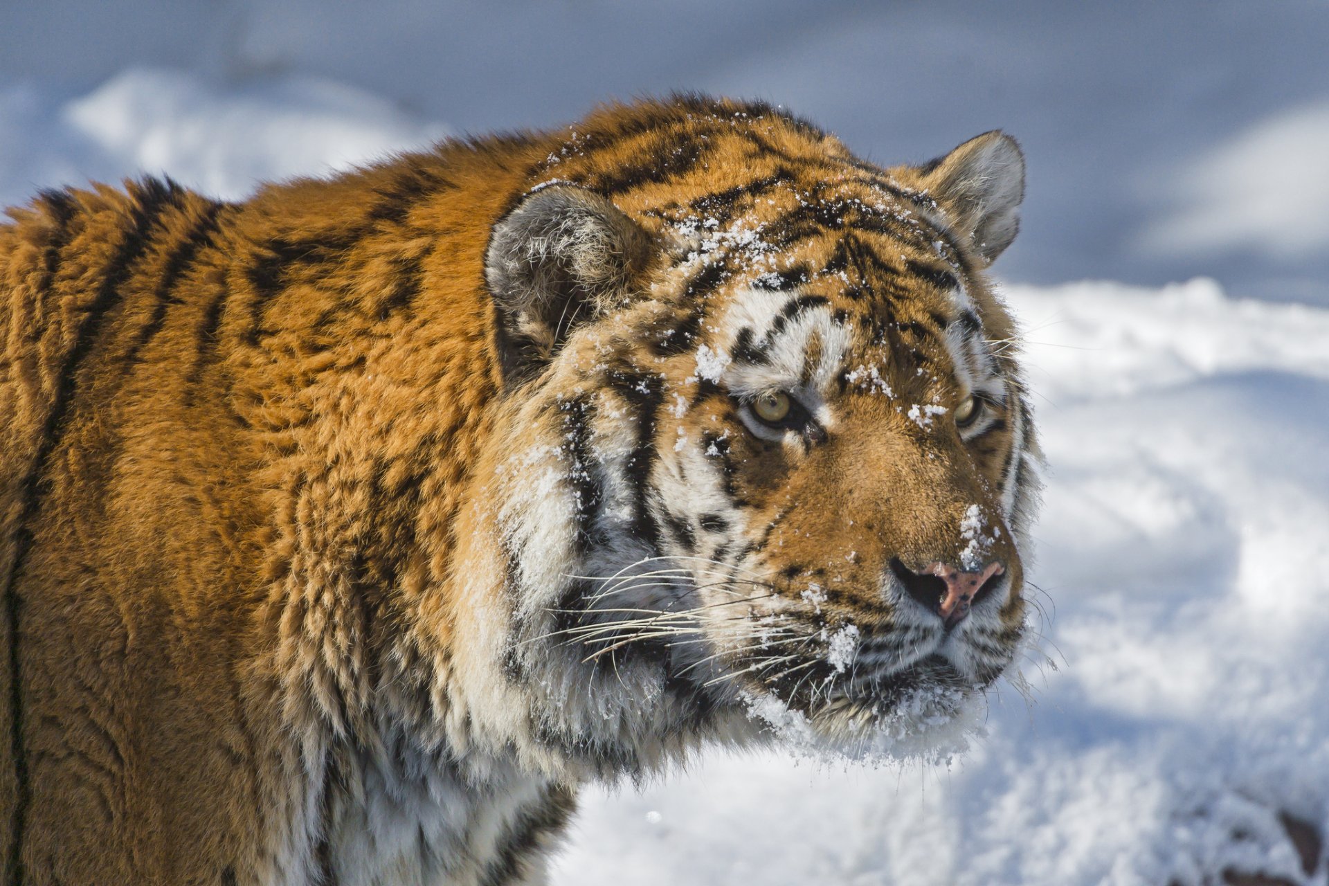 tiger face snow cat view amur tiger winter © tambako the jaguar