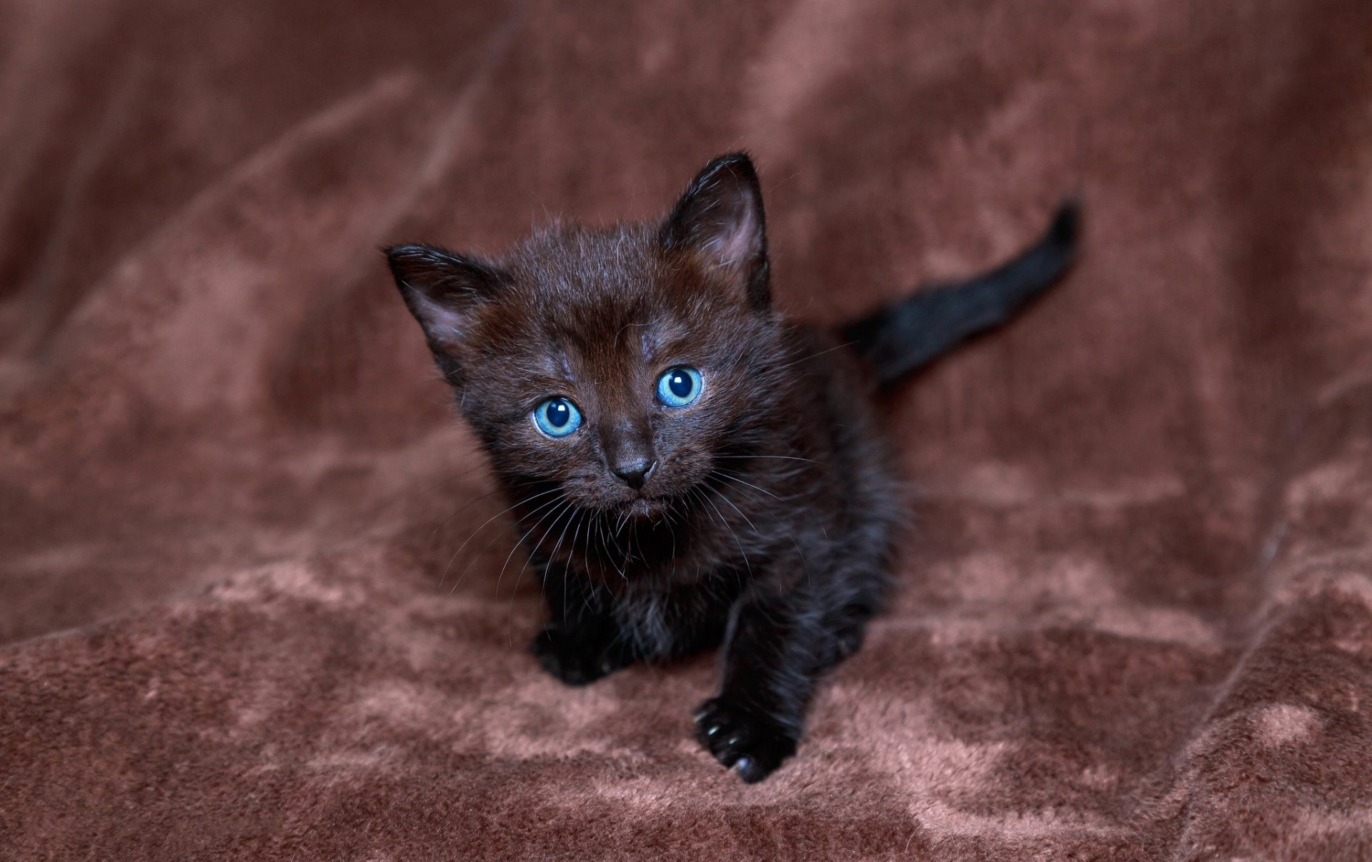 kitten black blue eyes view