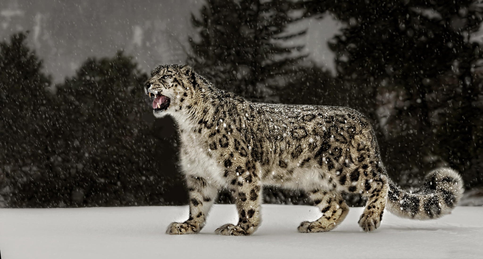 leopardo de las nieves nieve leopardo