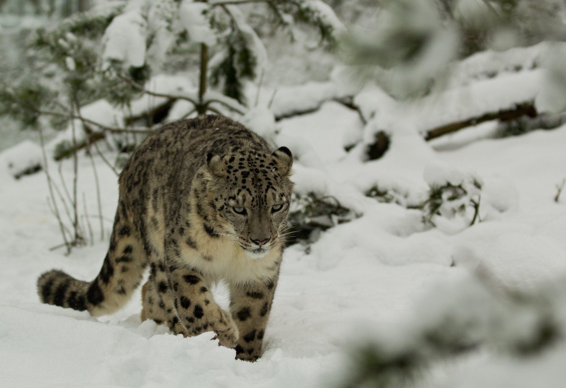 leopardo de las nieves irbis gato montés invierno nieve