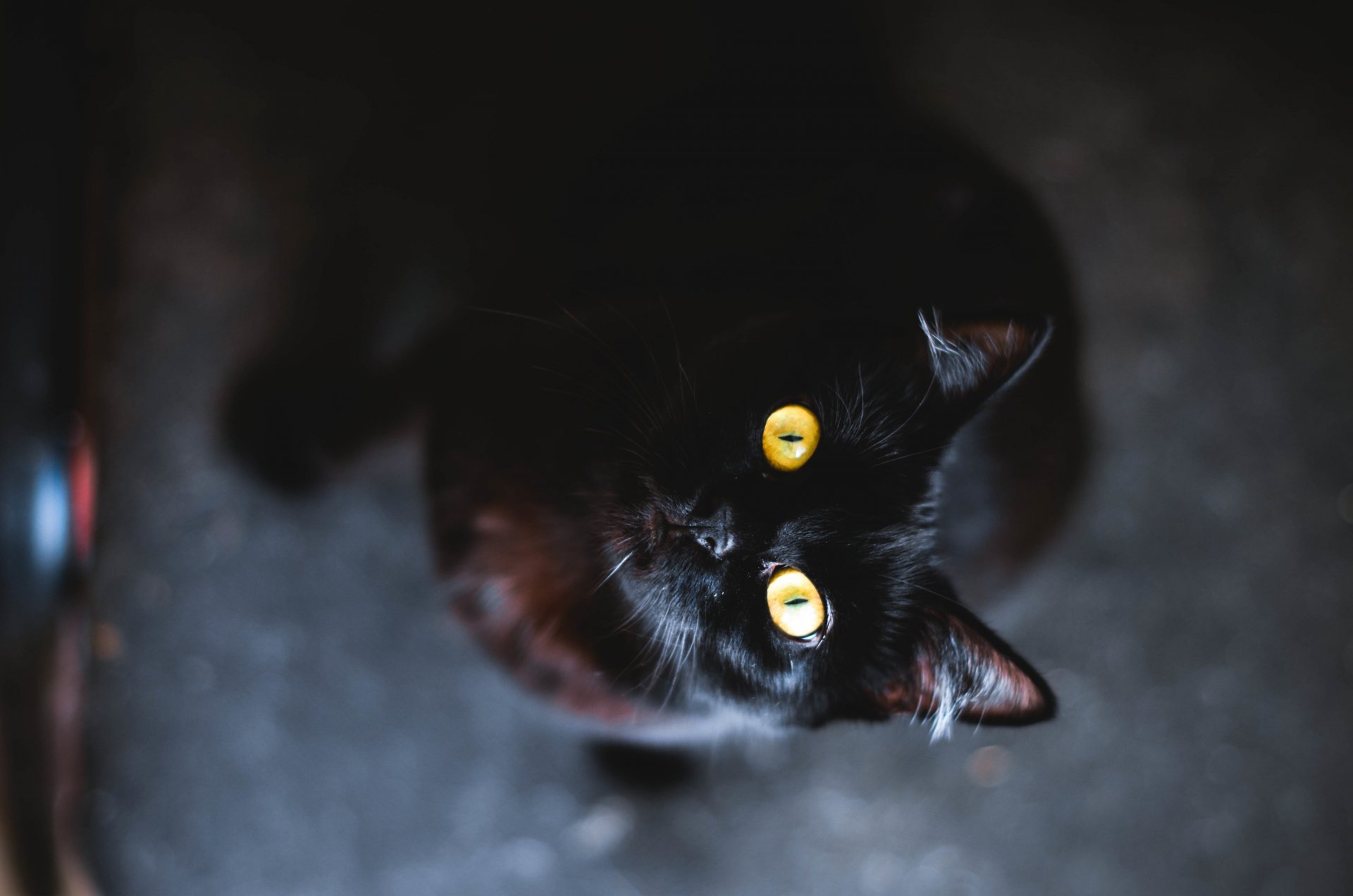 chat yeux jaune noir animal laine