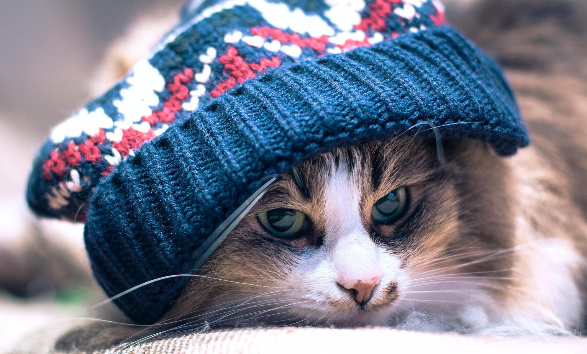 cappello gatto gatto occhi muso baffi si trova