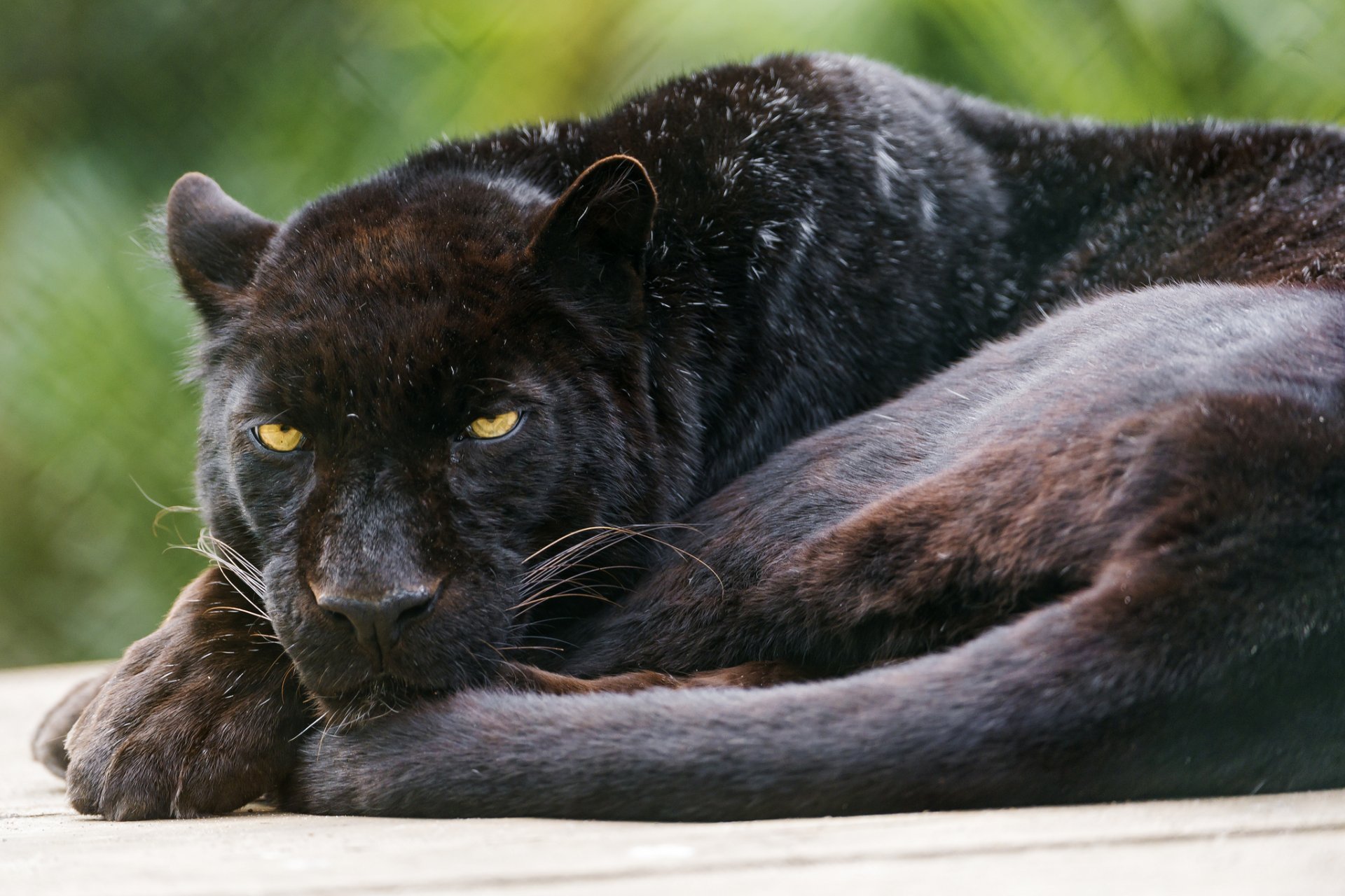 leopard black panther cat © tambako the jaguar