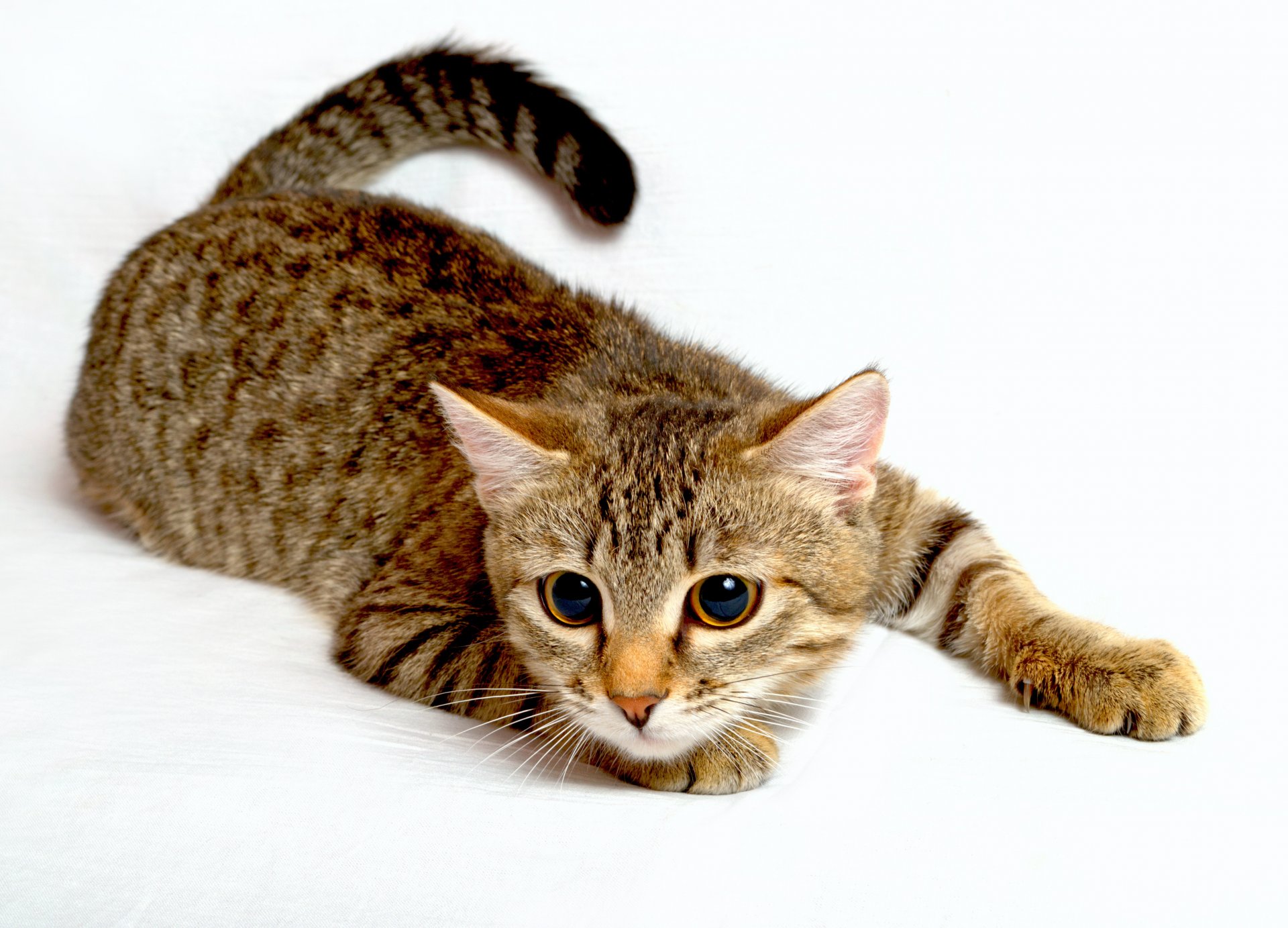 animals cat big eyes view feet tail white background