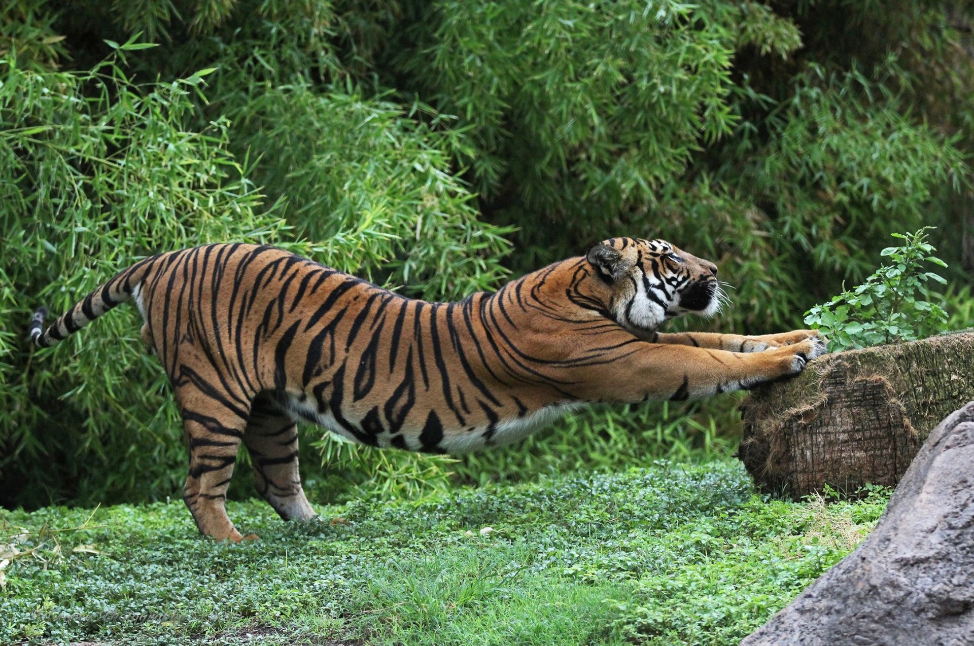 tigre sorseggiando riscaldamento ceppo pietra radura foresta