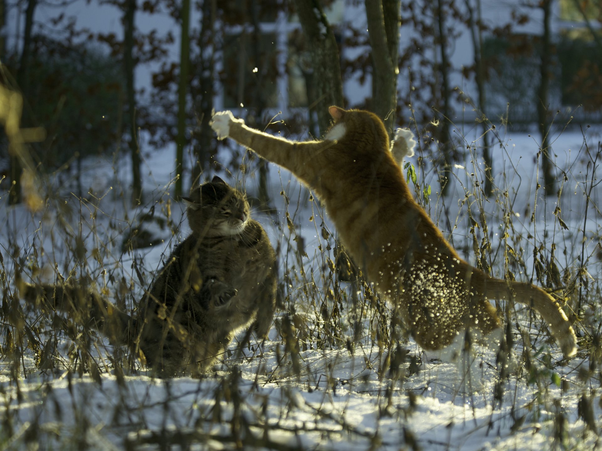 tapis & amp; muffi chat chats chats combat neige soirée hiver