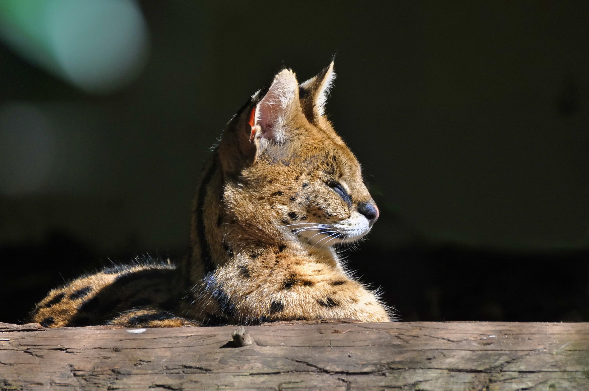 serval gatto selvatico profilo muso predatore