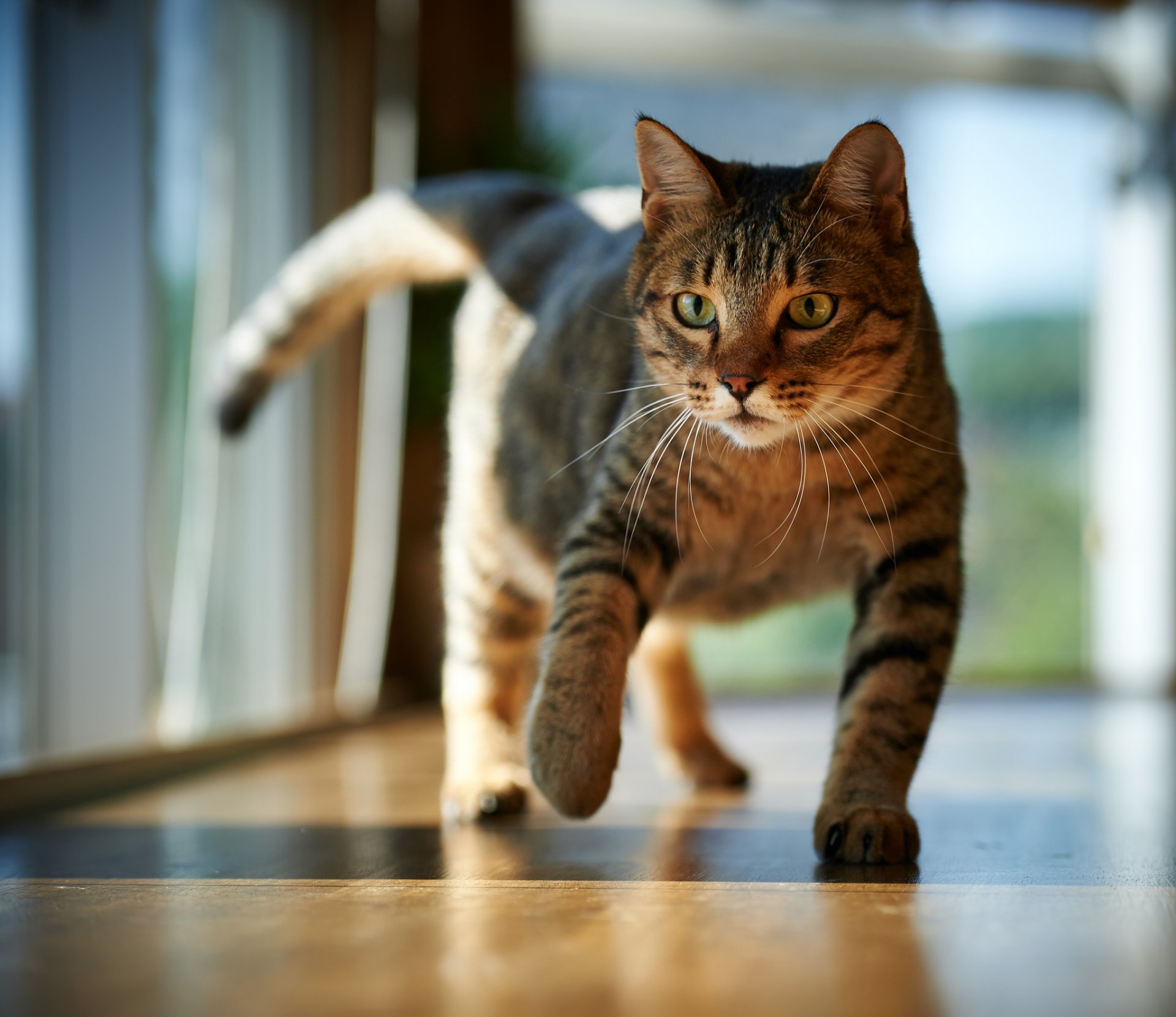 katze katze boden zimmer sonne