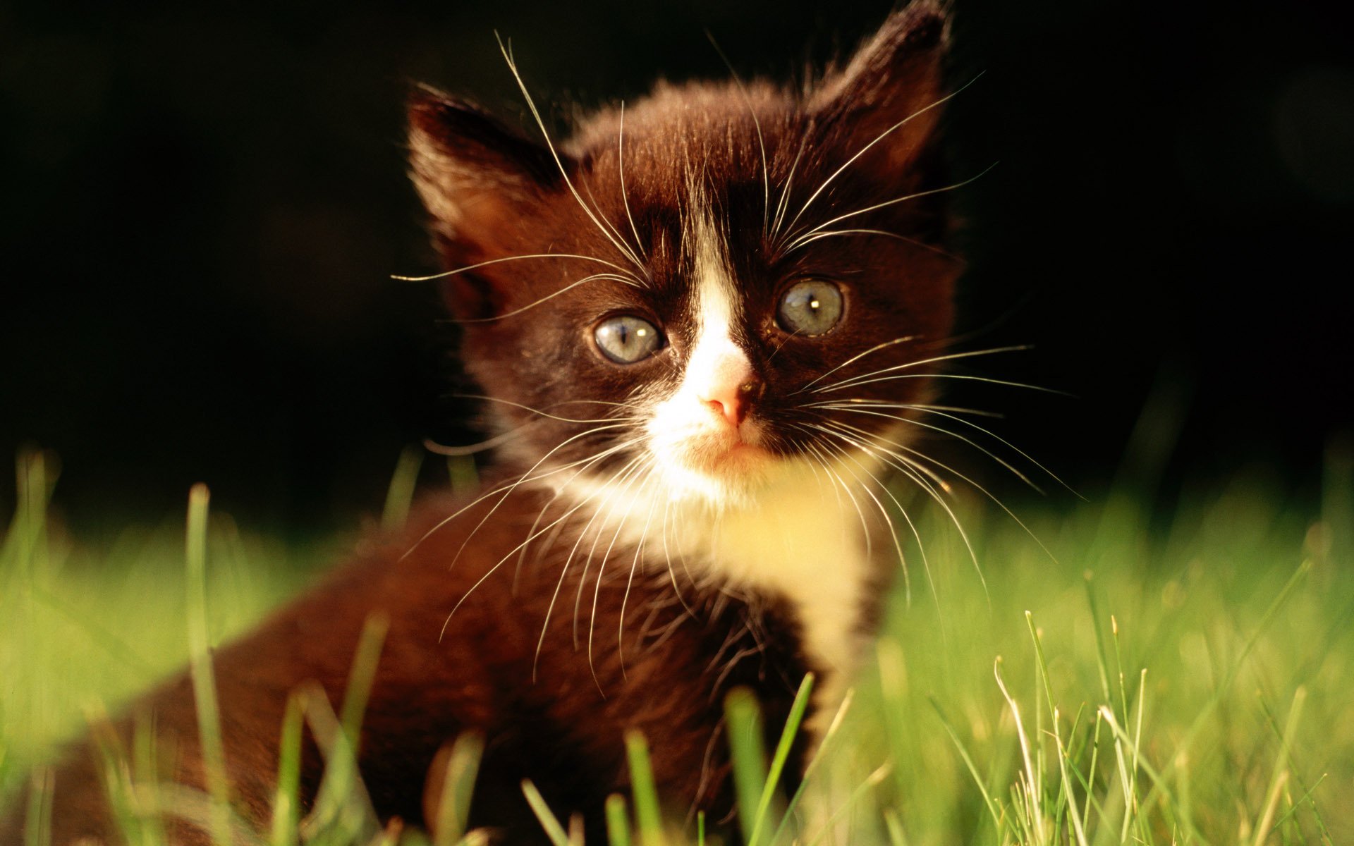 black cat grass close up