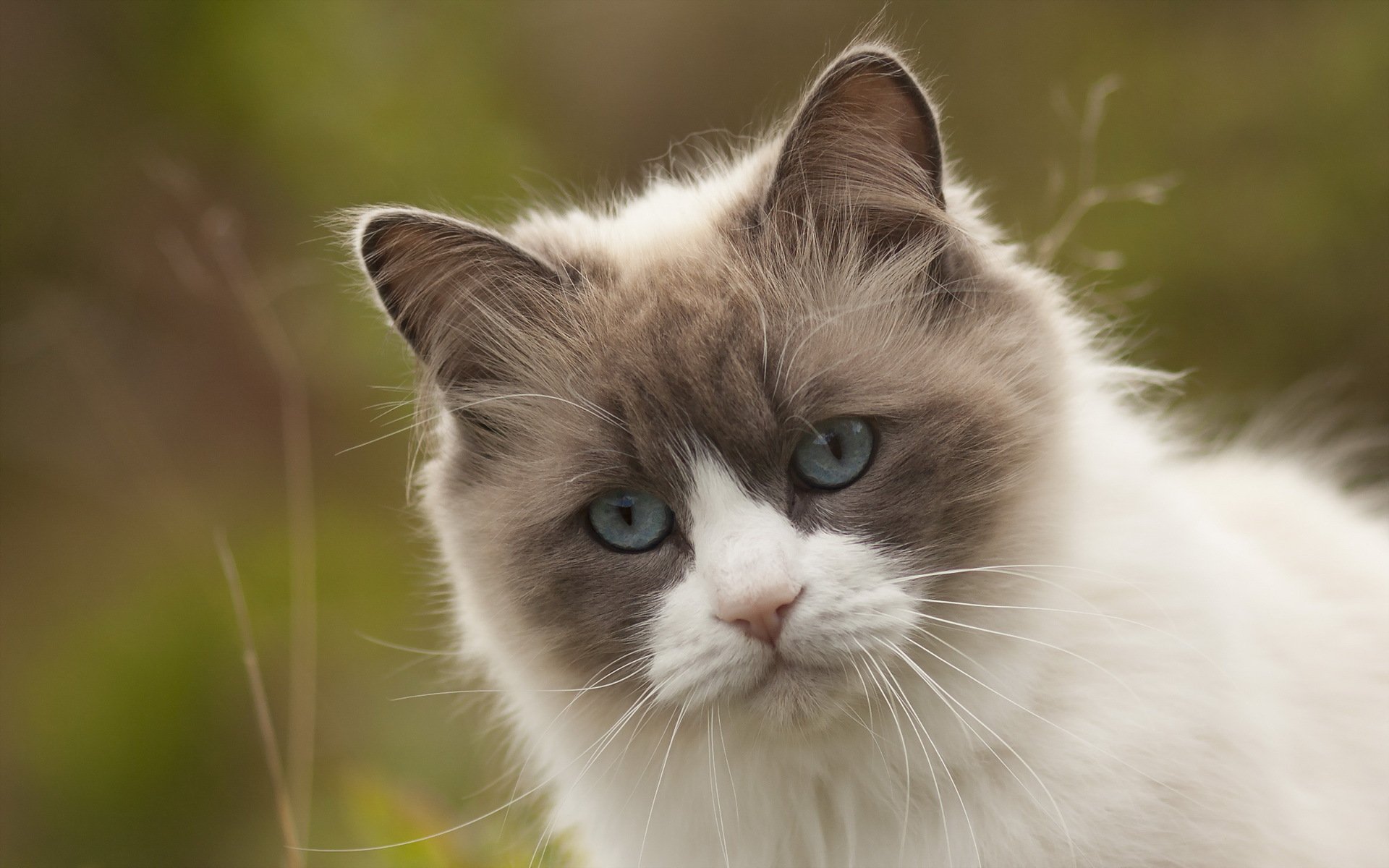 gatto natura sfondo