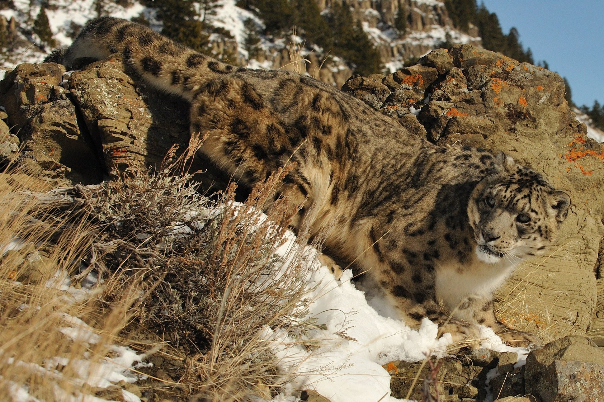 leopardo de las nieves irbis gato piedras nieve naturaleza