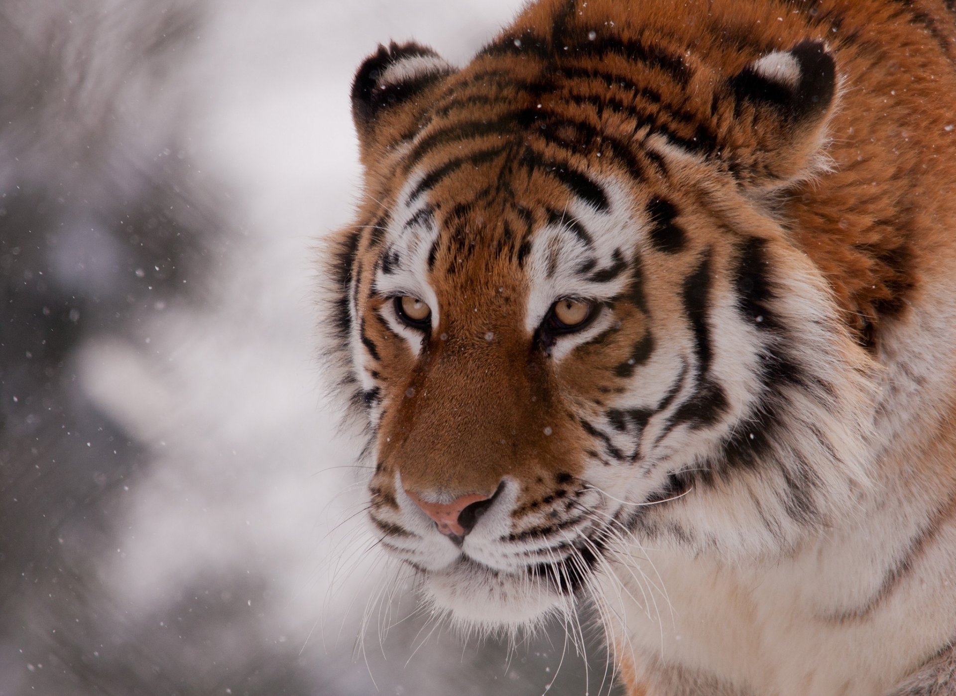 tigre gato salvaje hocico nieve invierno