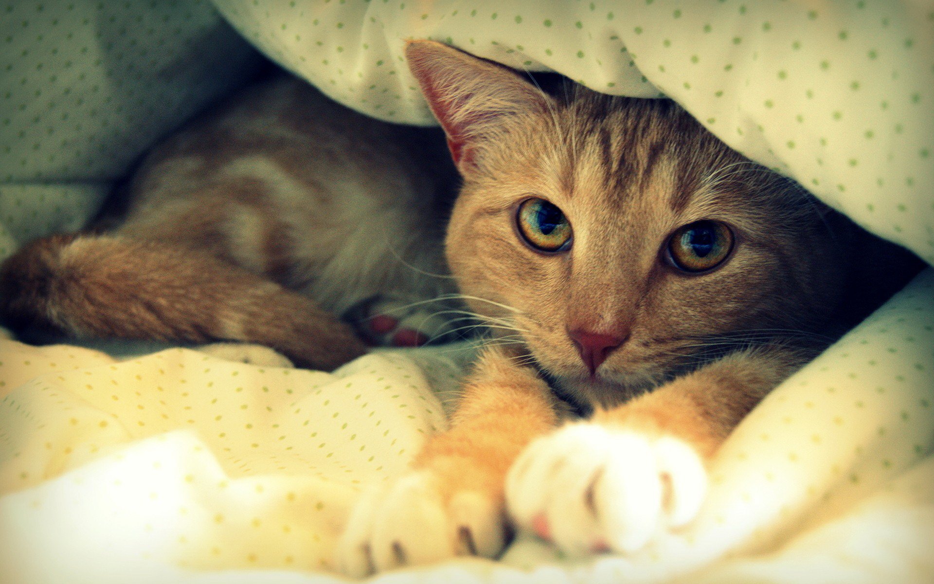 chat rousse lit couverture se repose