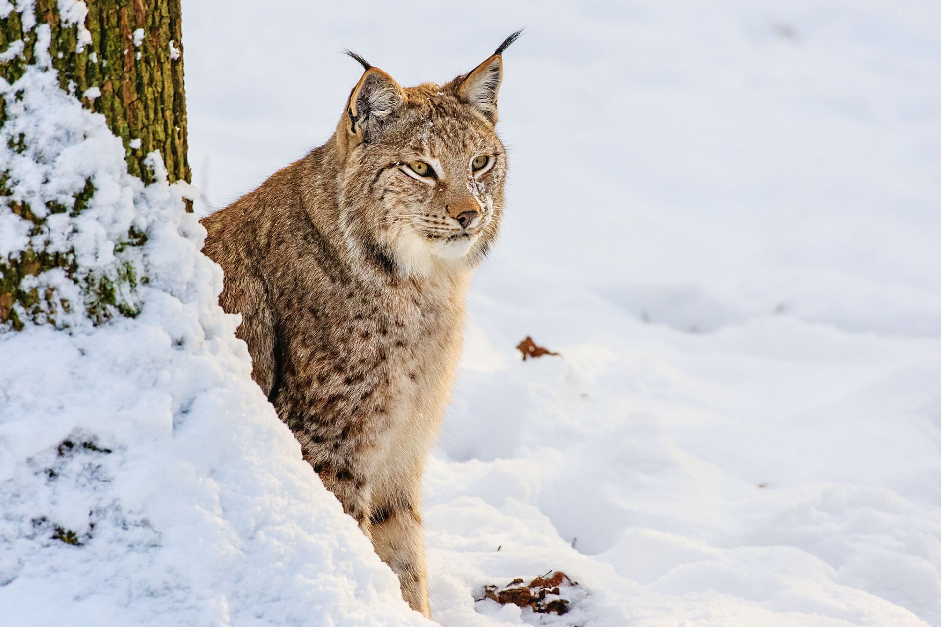 lince nieve invierno