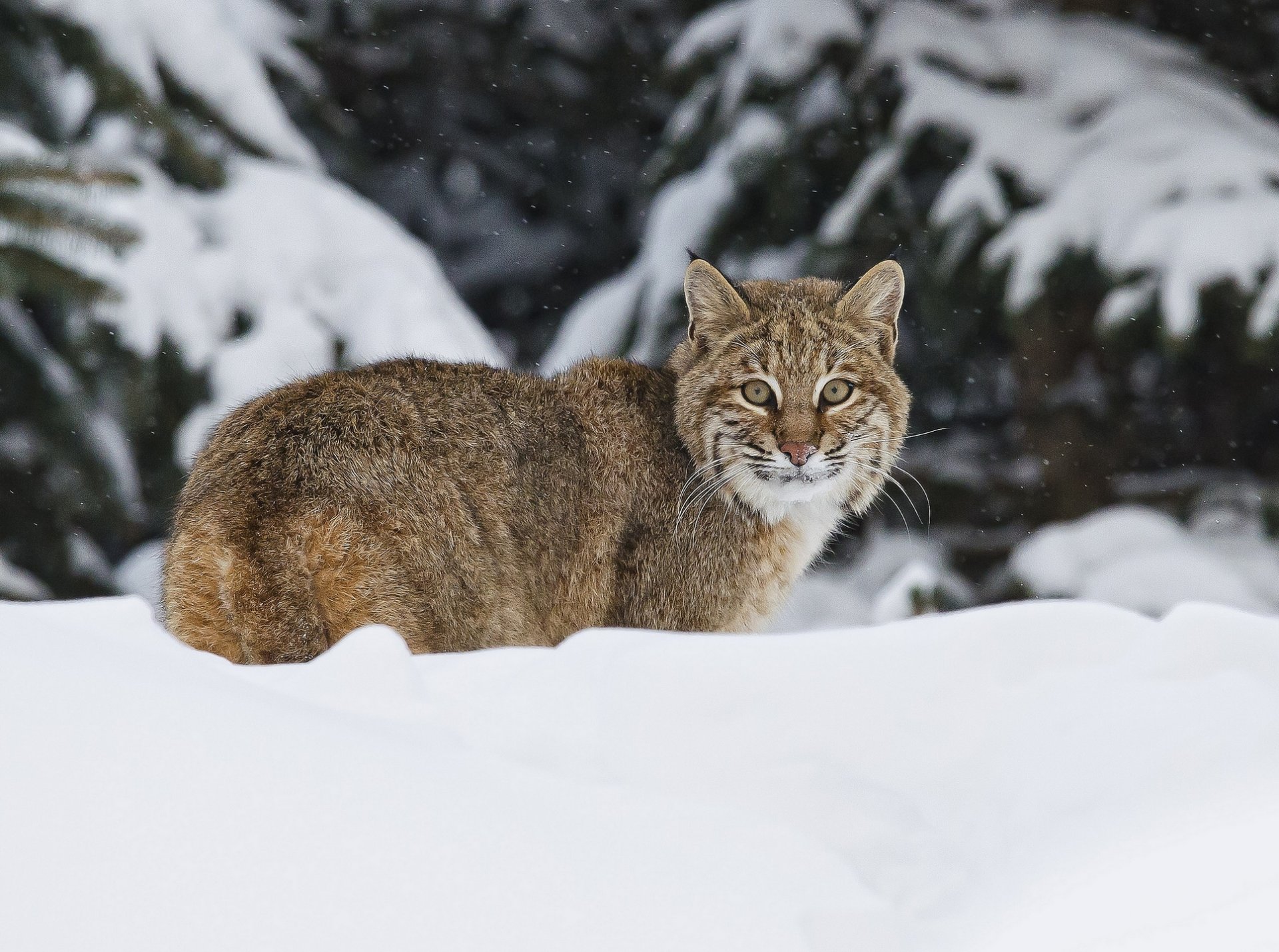 lince invierno nieve