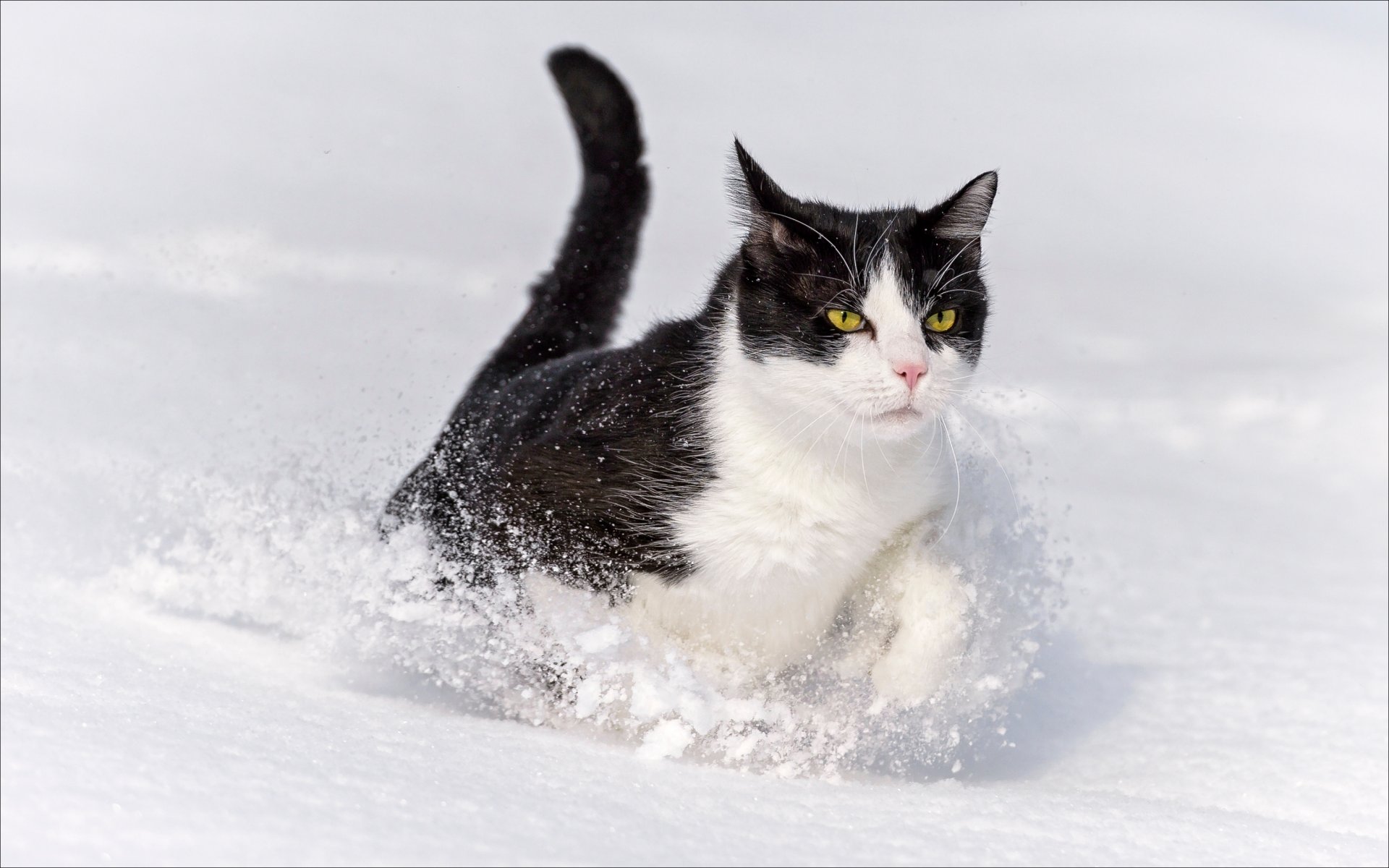 winter animals cat oscar wallpaper animals cats winter