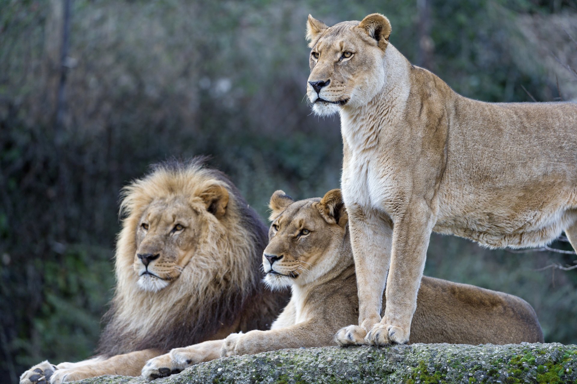 león leona leones familia gatos ©tambako the jaguar