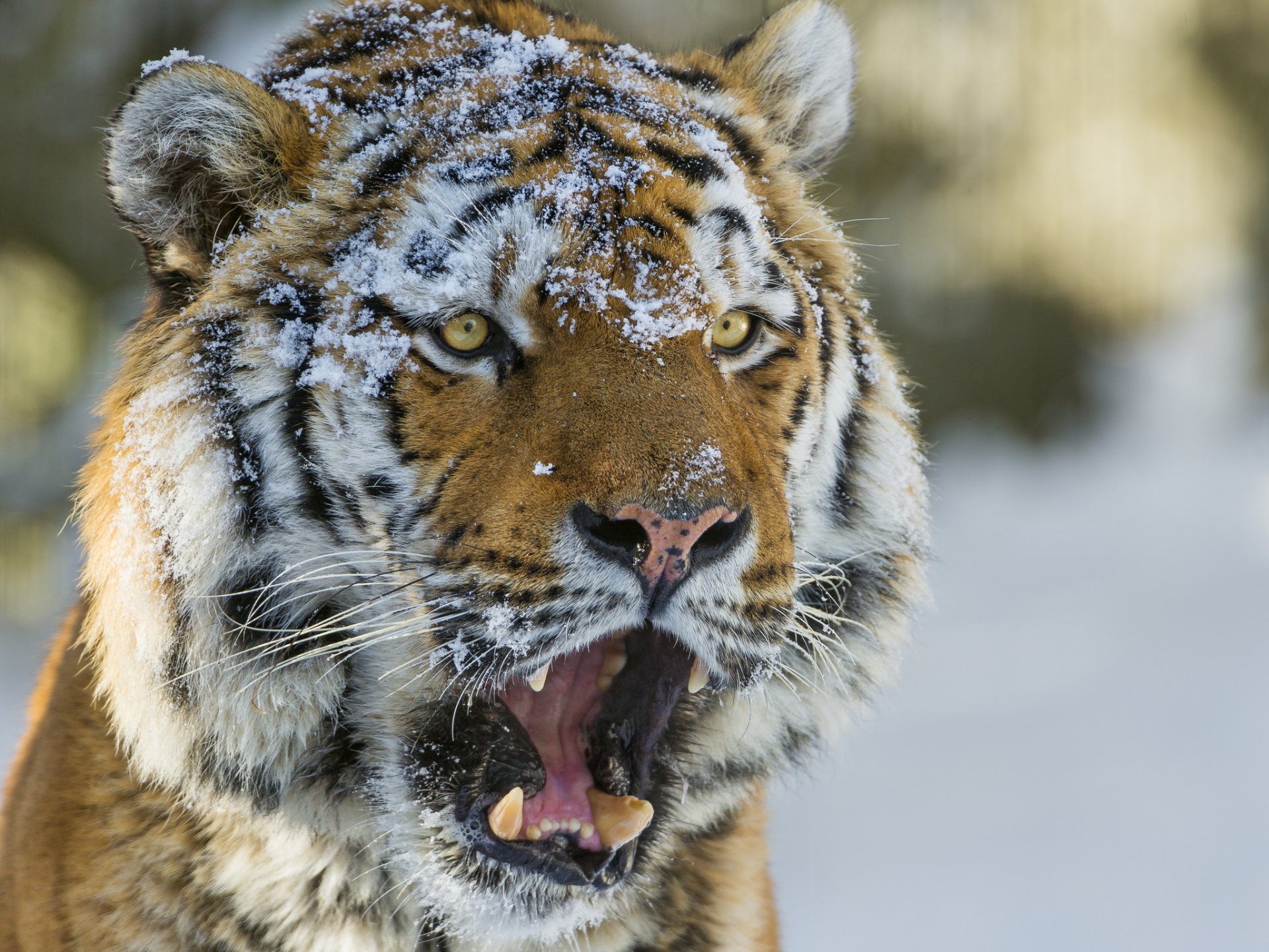 tigre museau neige chat regard tigre de l amour ©tambako the jaguar