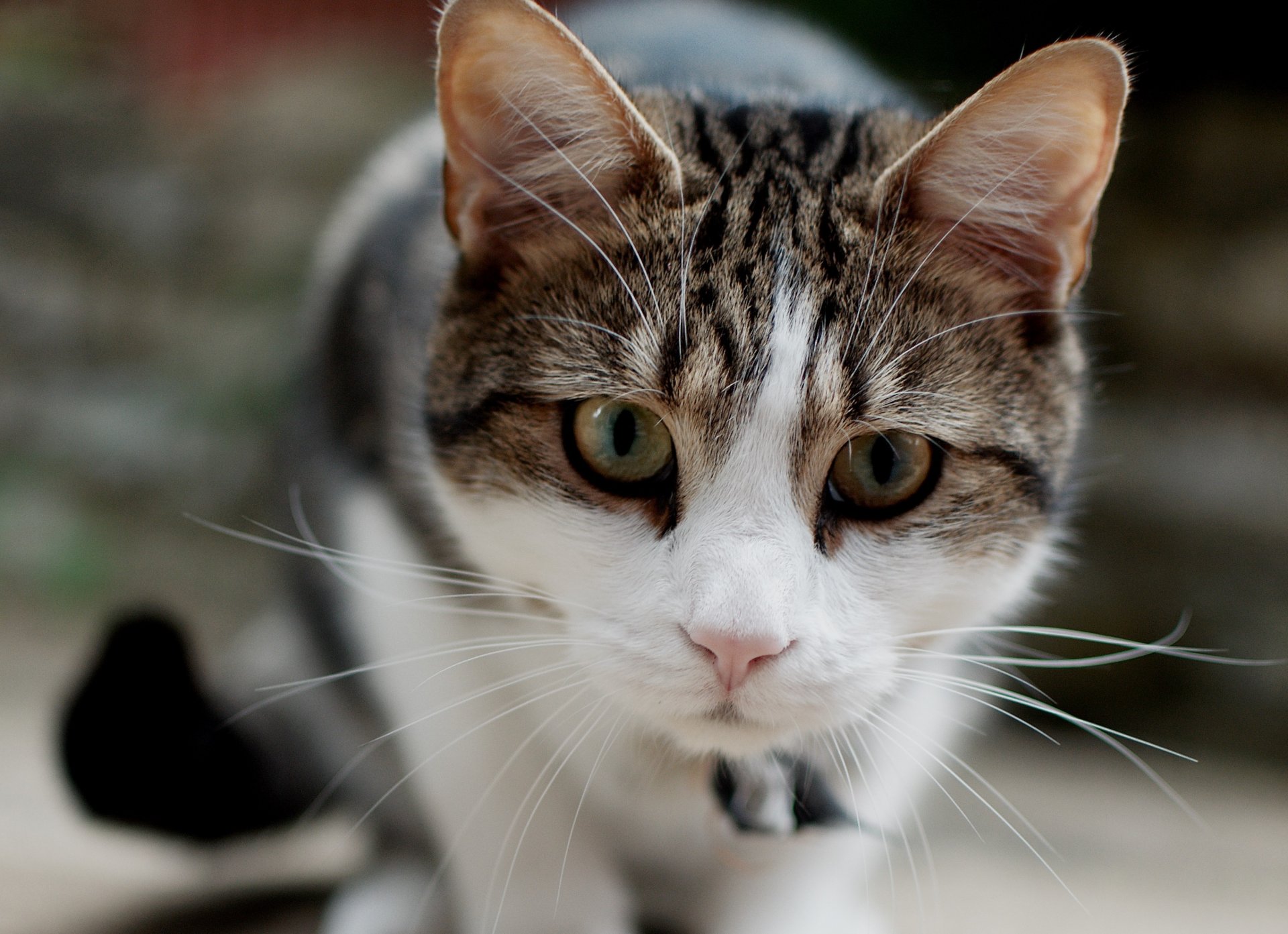 chat chat museau mise au point moustache