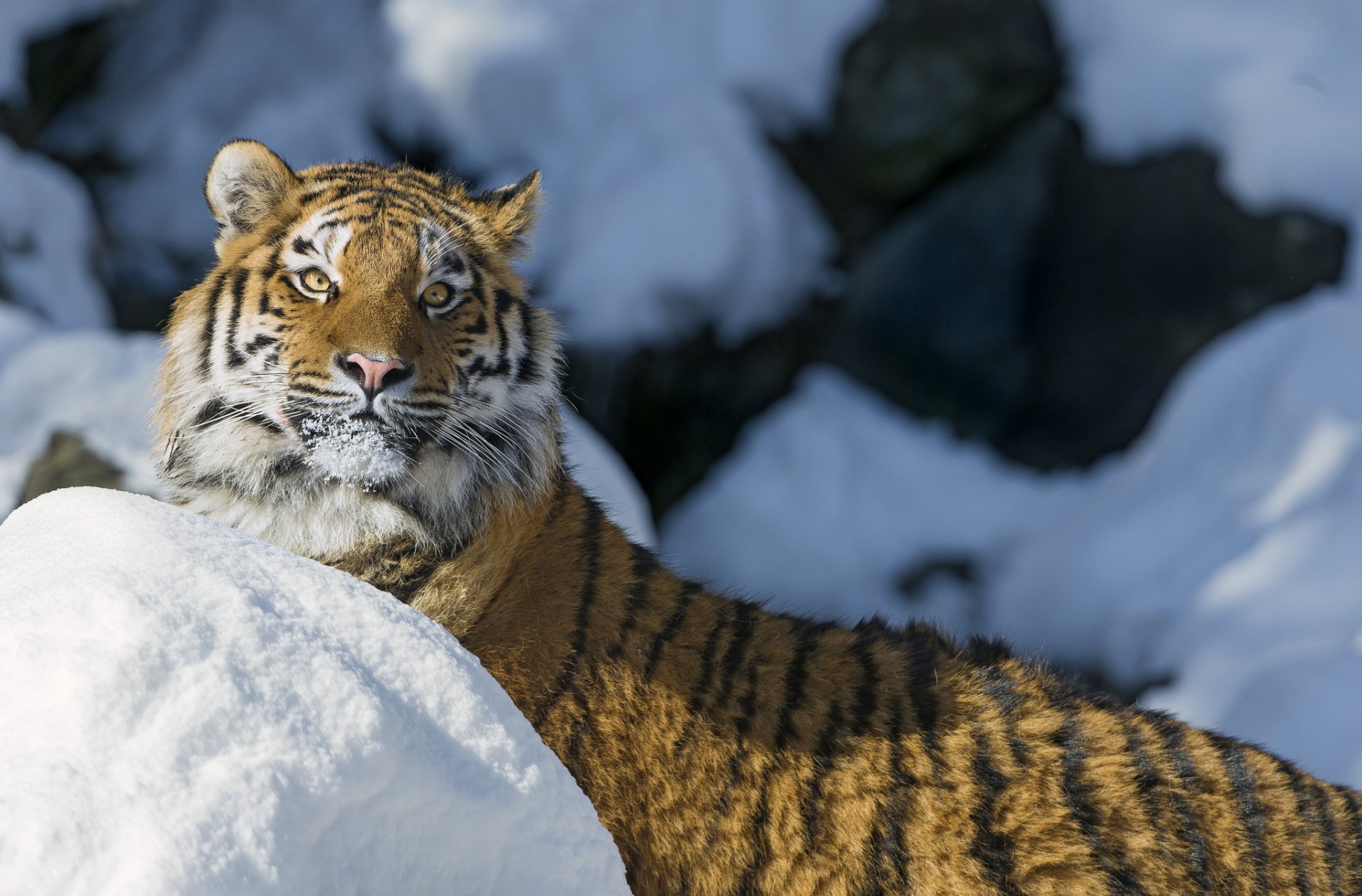 tigre hocico nieve gato mirada tigre de amur invierno ©tambako the jaguar