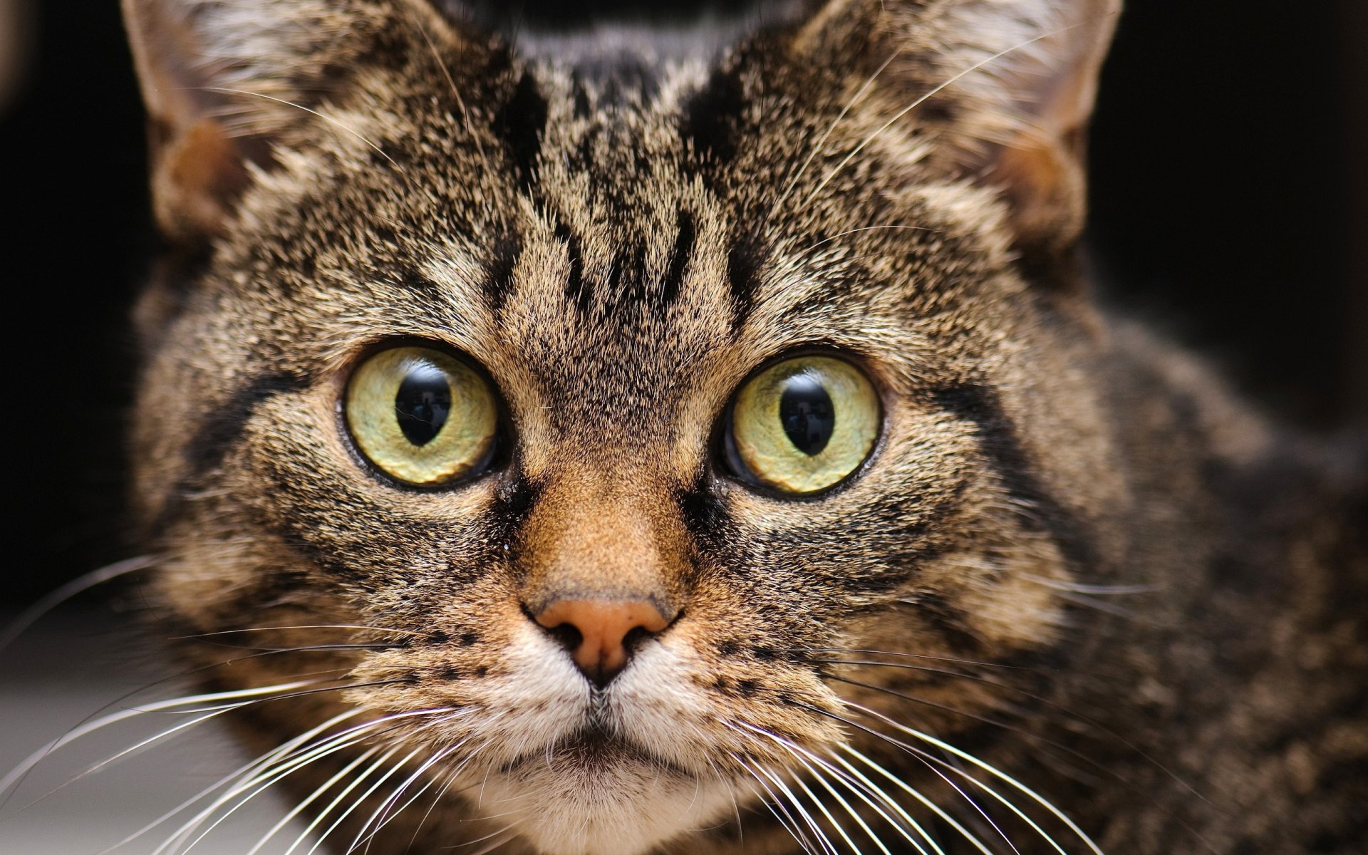 chat yeux museau regard moustache chat