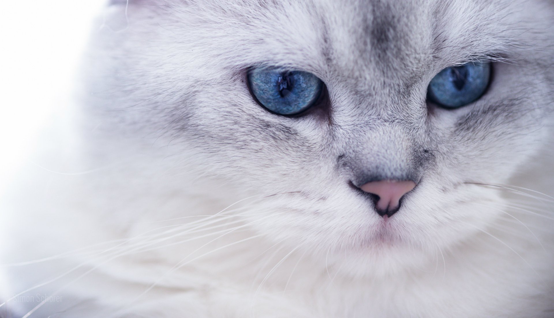 gato blanco peludo hocico mirada azul ojos