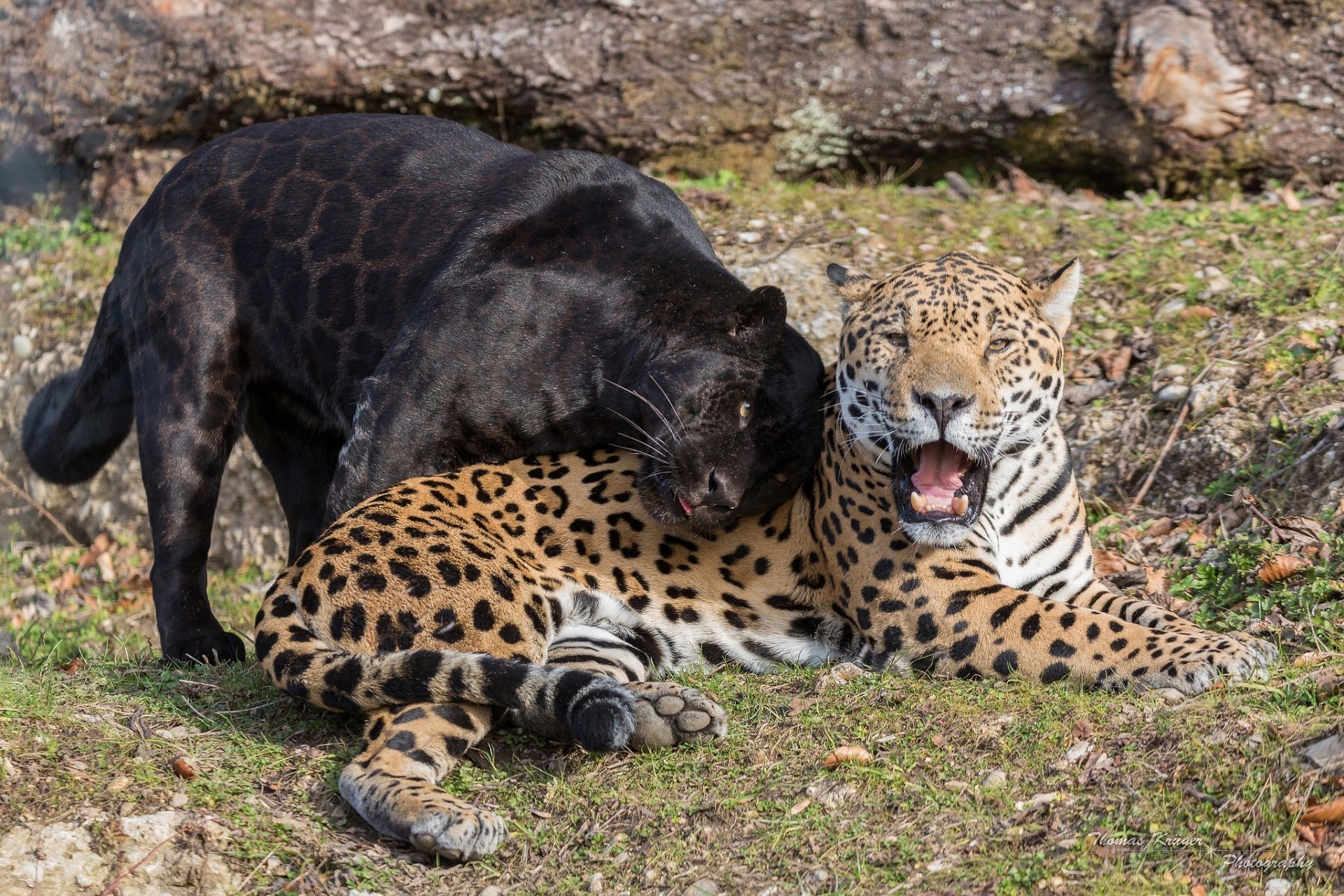 jaguare wildkatzen raubtiere schwarzer jaguar panther paar maul eckzähne wiesel