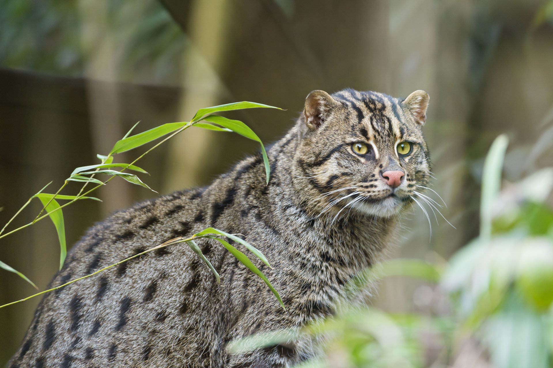 кот кошка рыболов кот рыболов рыбалка кот ©tambako the jaguar