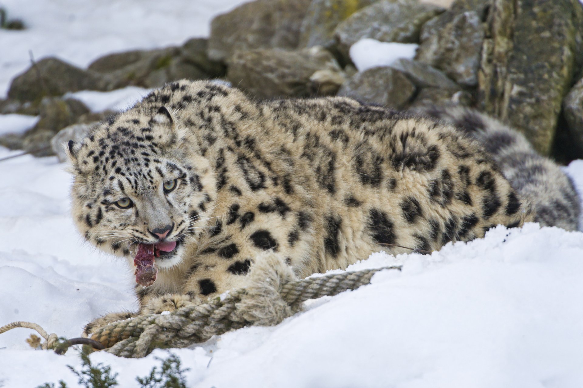 pantera śnieżna irbis kot kotek mięso śnieg ©tambako the jaguar