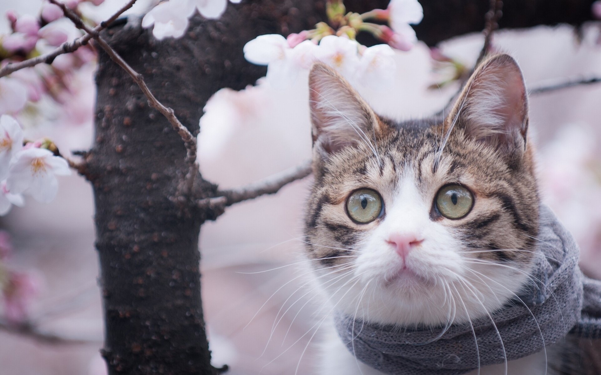 schnauze schal blick baum frühling