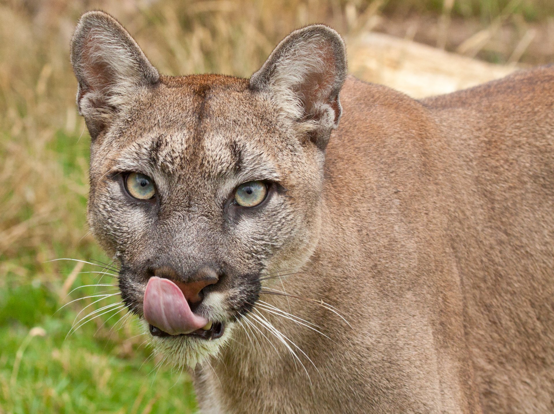 puma cougar mountain lion cat view english