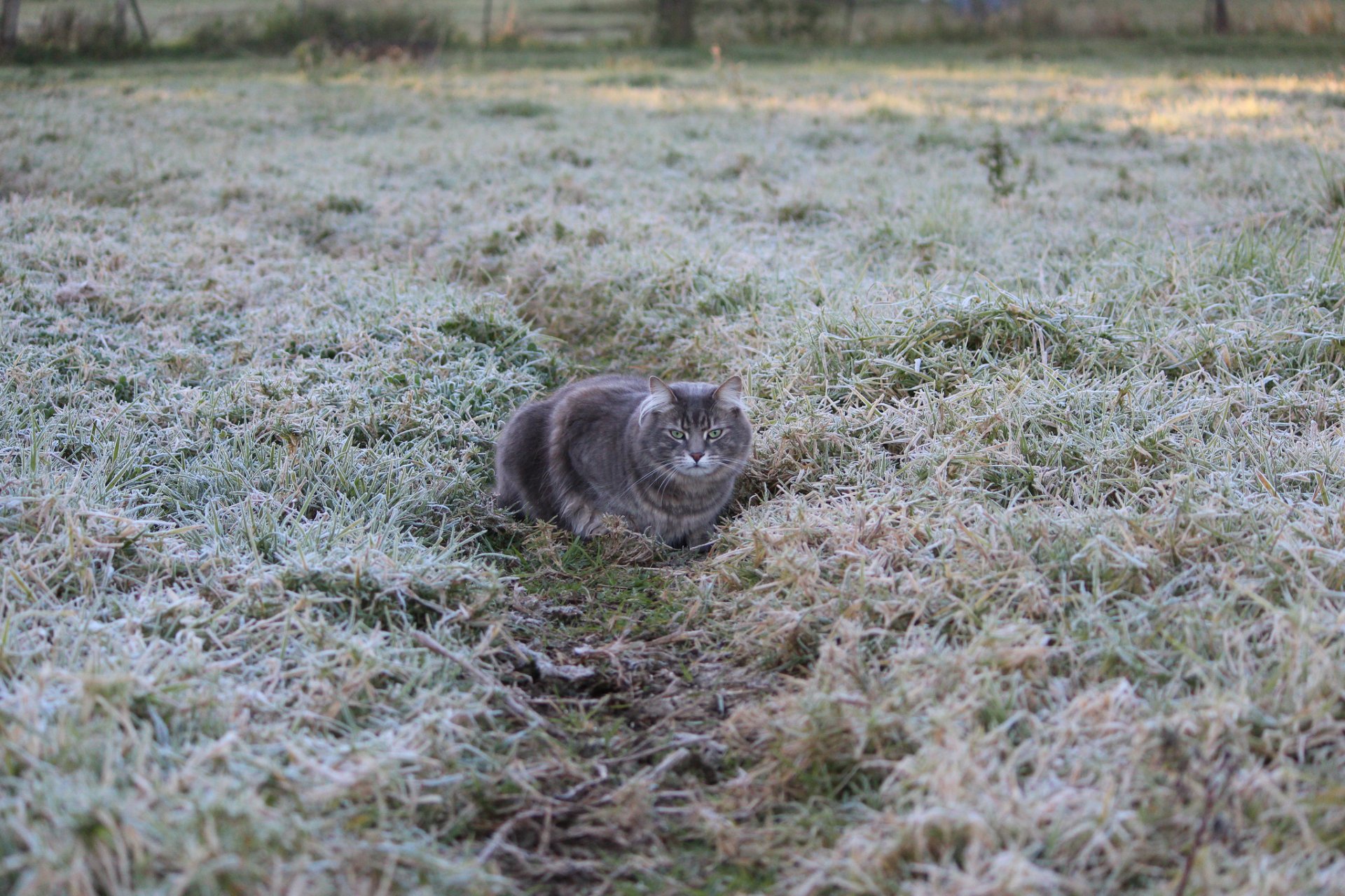 herbe givre gel chemin. chat gris