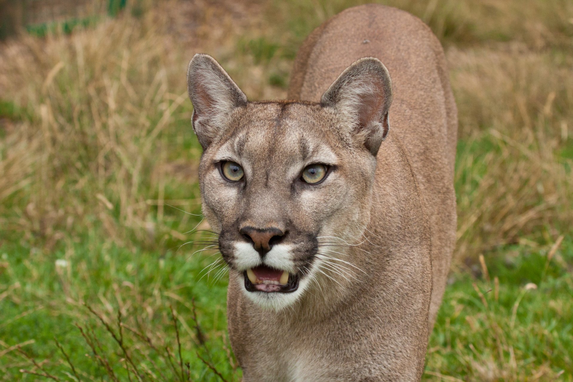 puma cougar mountain lion cat view