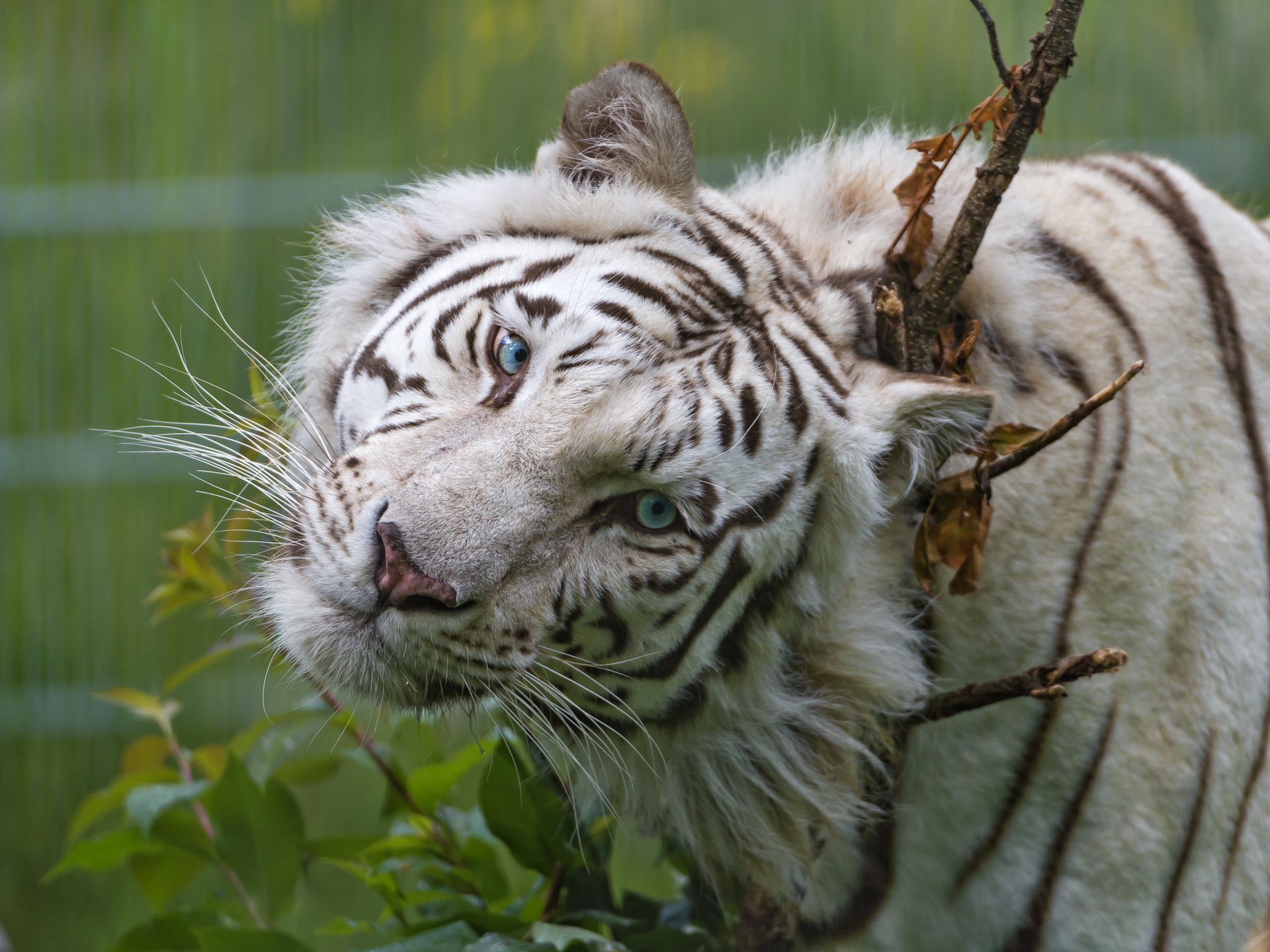 white tiger cat face view blue eyes © tambako the jaguar