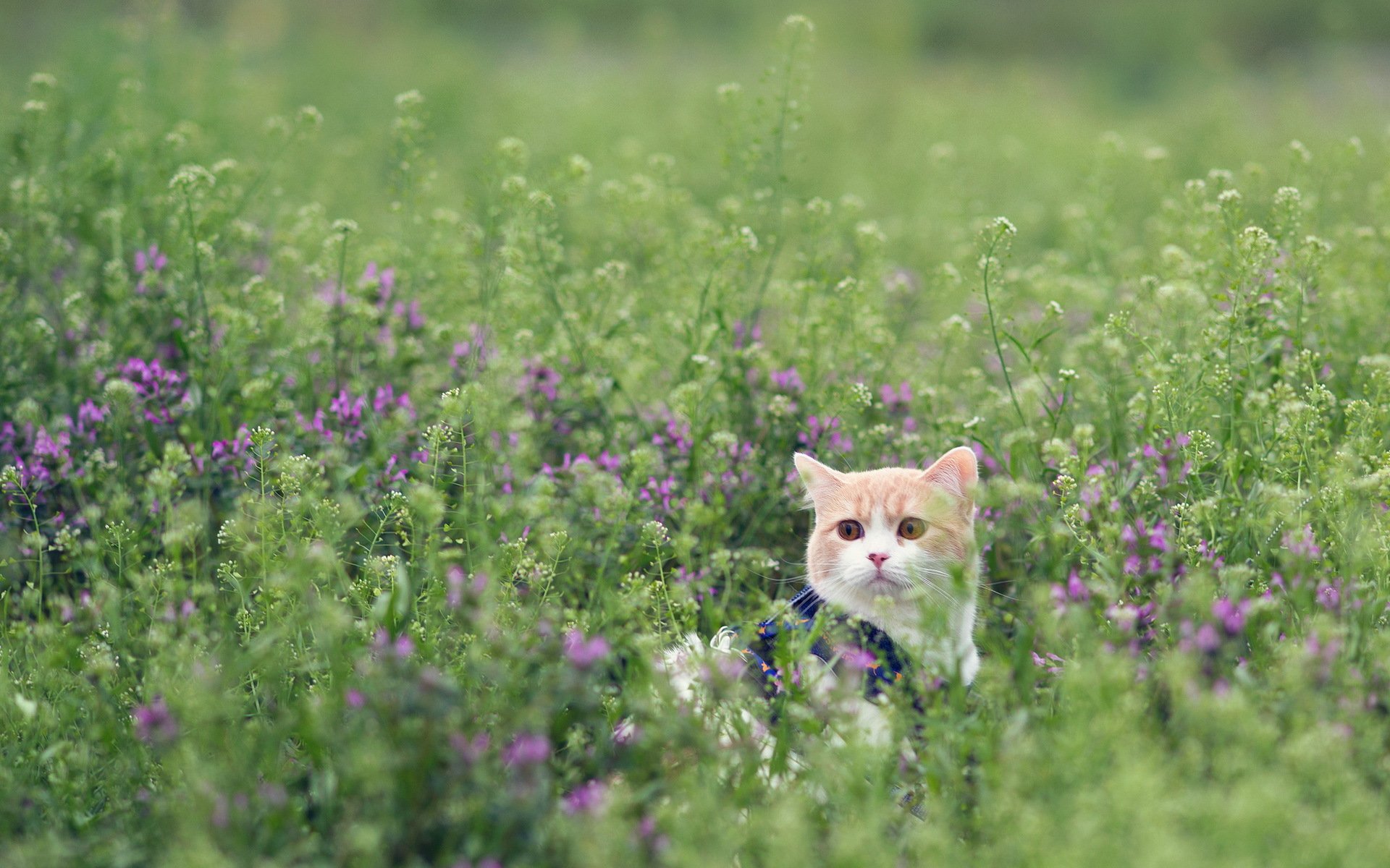 gato campo hierba torod