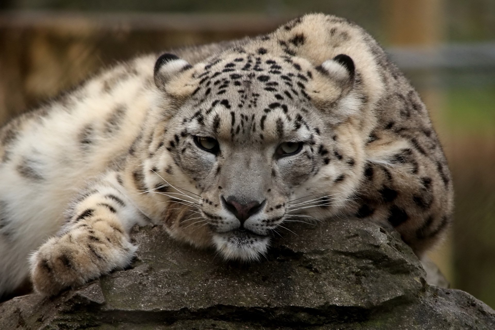 leopardo delle nevi irbis riposo muso predatore vista