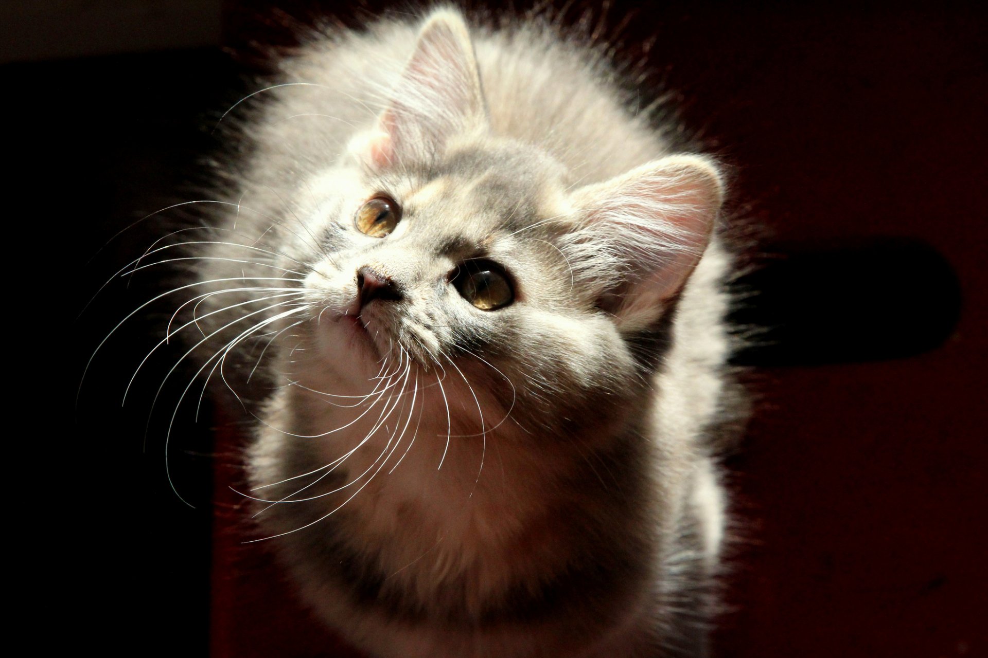 katze grau flauschig blick hintergrund