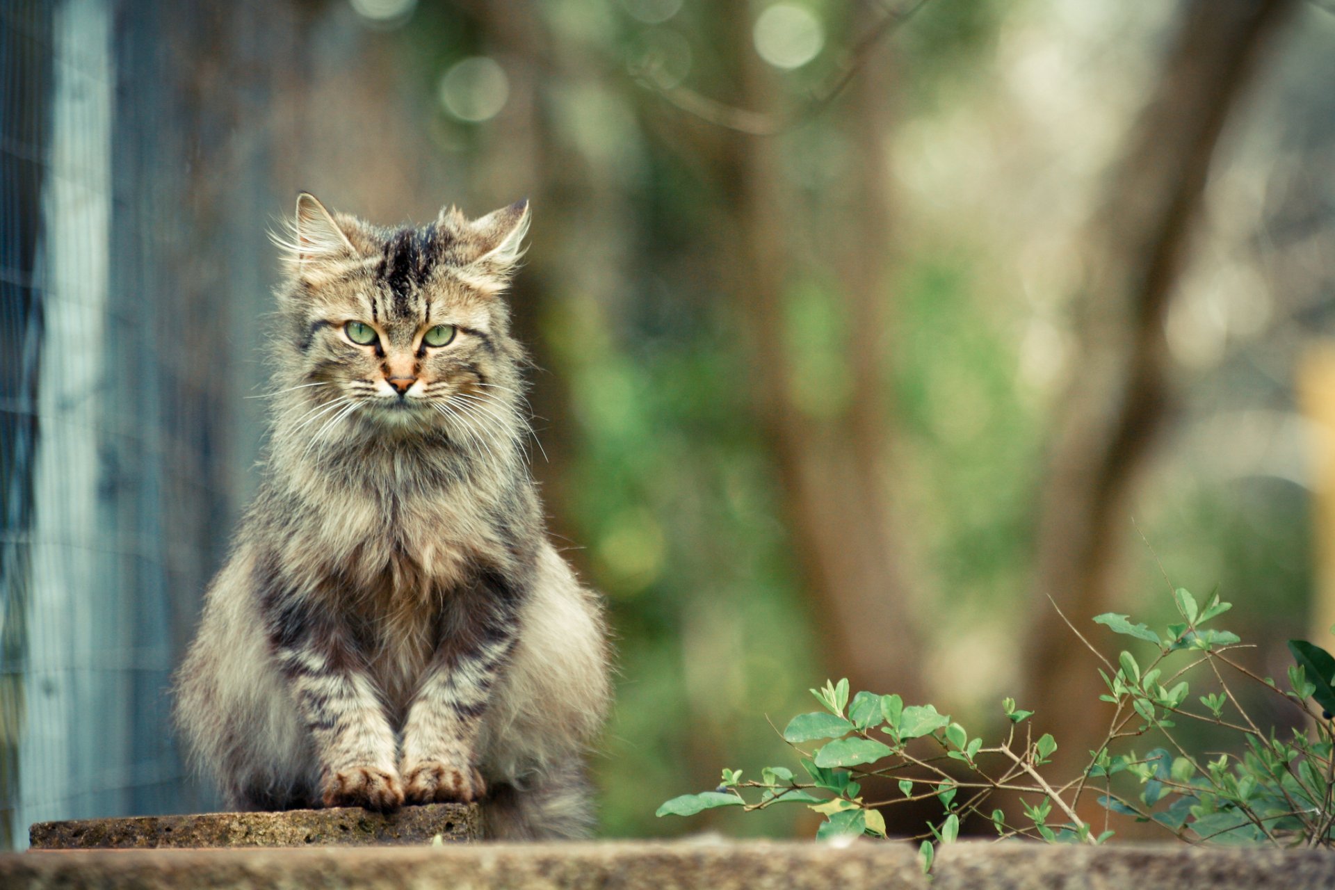 bush cat grey sitting watche